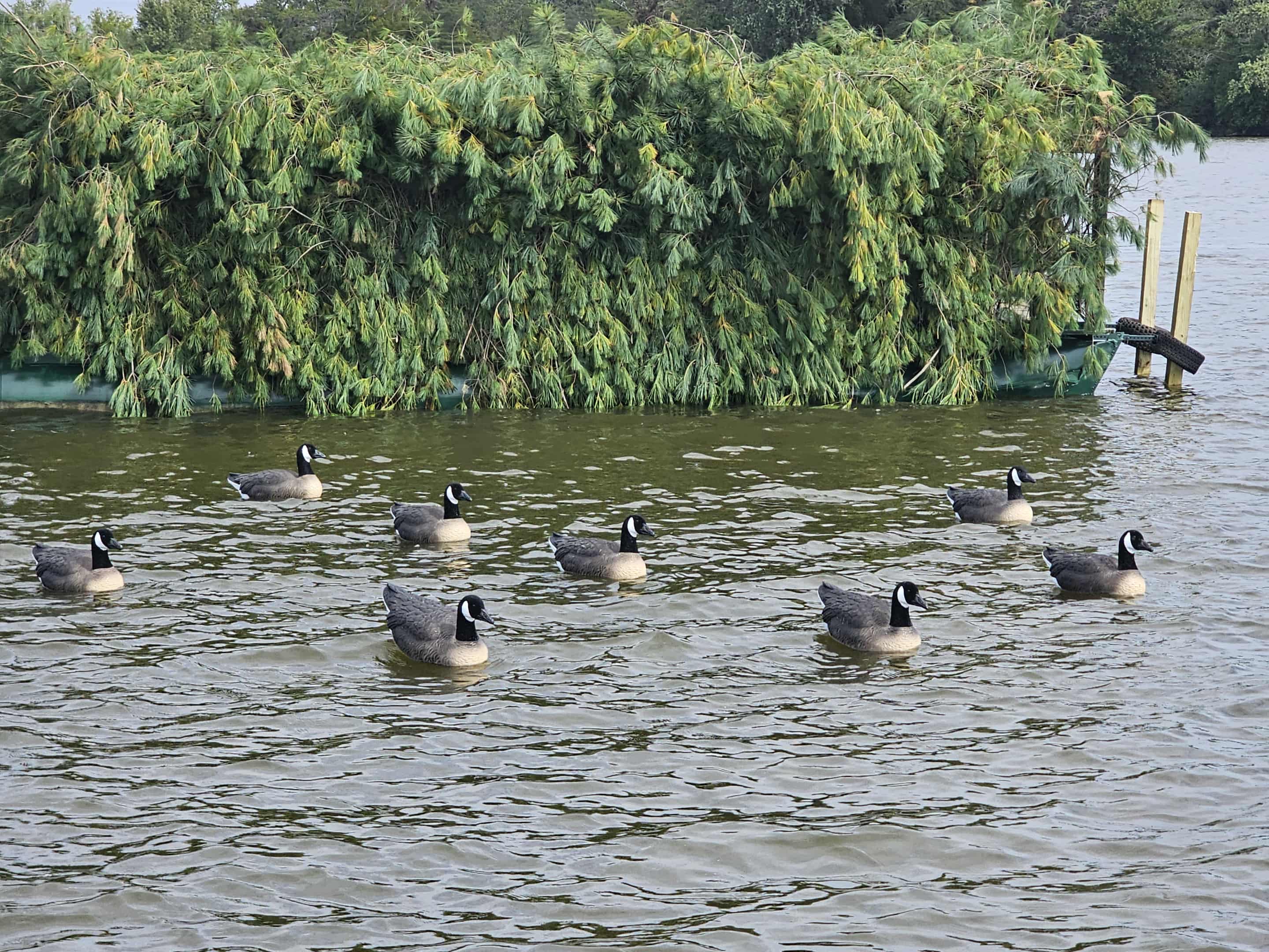 "Pre-Order Sale" PE Canada Goose Floater Decoys with Flocked Heads "Per 6-Pack"
