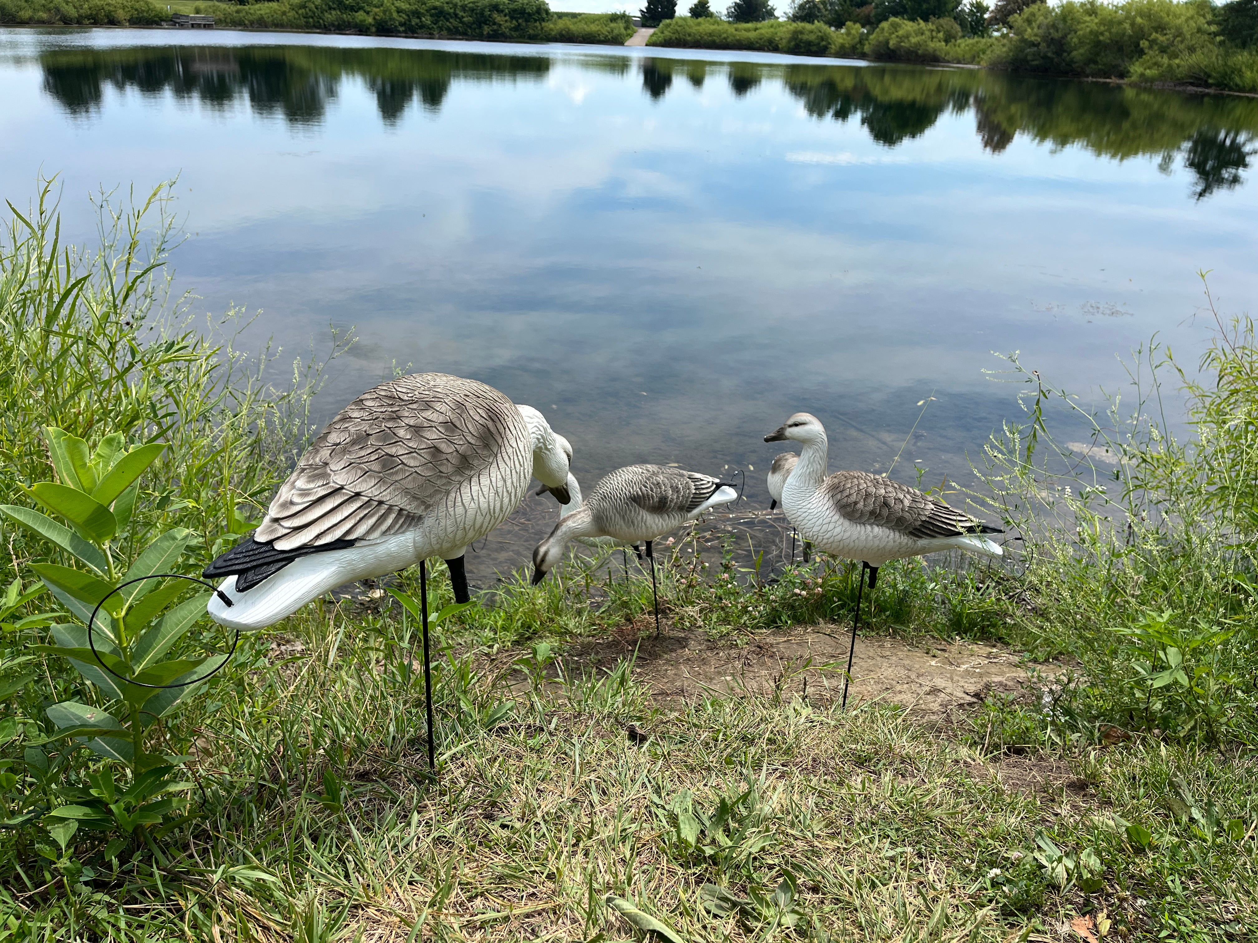 Full Body Snow Juvie Goose Decoys "PE Plastic" (hard body) - "Per 6-Pack"