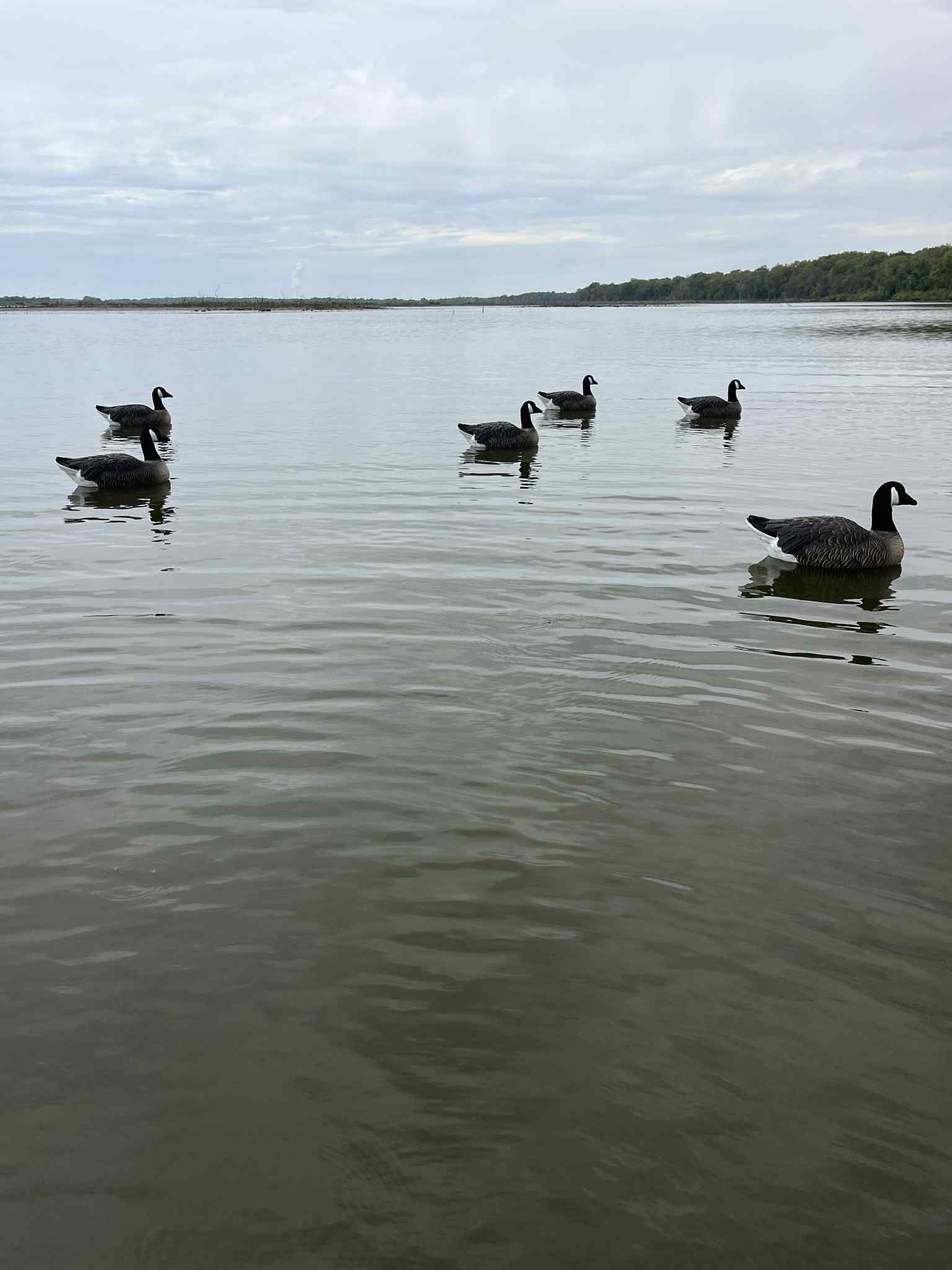 Canada Goose Floater Decoys with Flocked Heads "PE Plastic" (hard body) "Per 6-Pack"