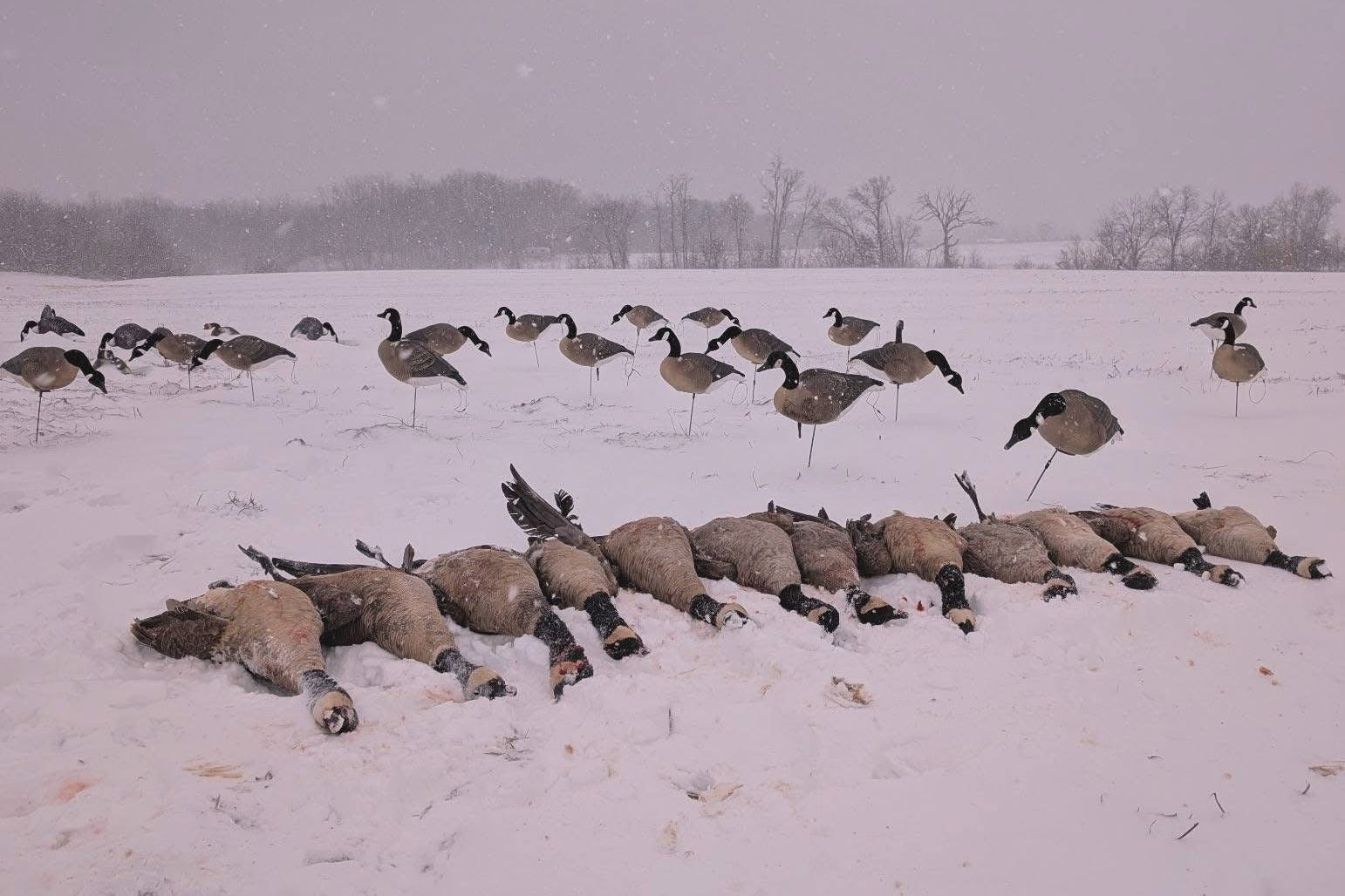 Full Body "Magnum" Canada Goose Decoys "PE Plastic" (hard body) with Flocked Heads. - "Per 6-Pack"