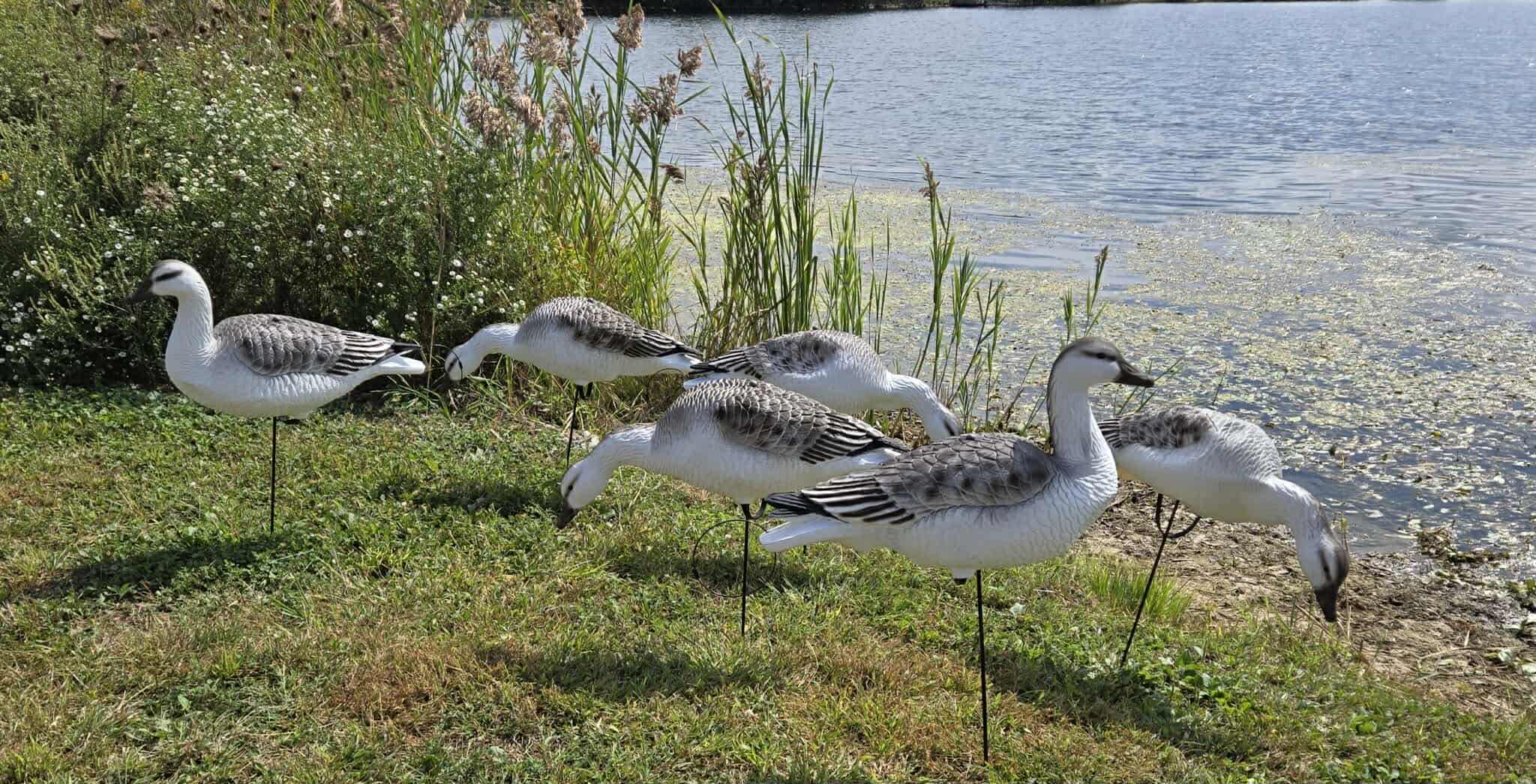 "EVA" Juvie Snow Goose Full Body Decoys “Per Dozen”