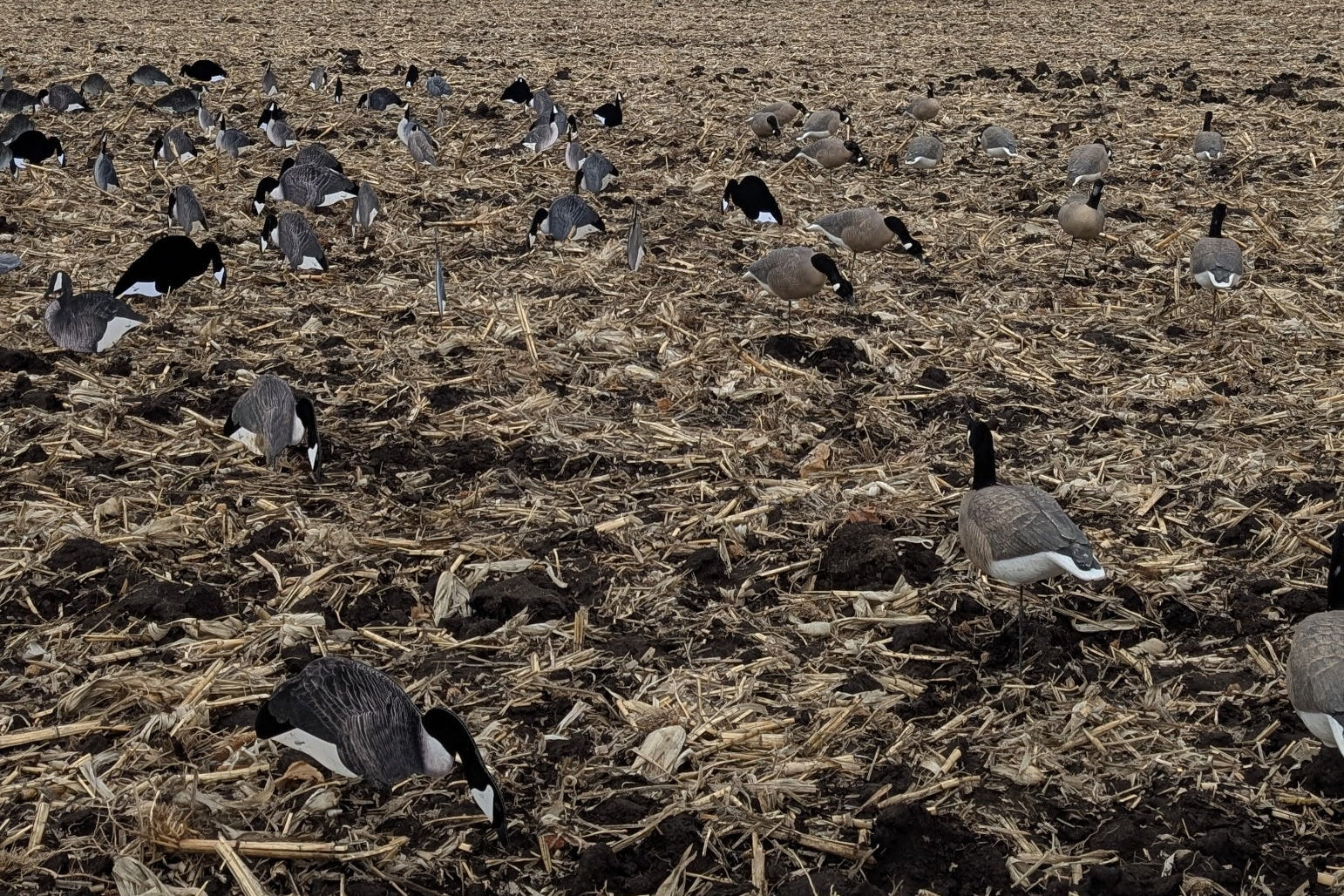 Fully Flocked Black & White Canada Goose Silhouette Decoys - "Per Dozen"