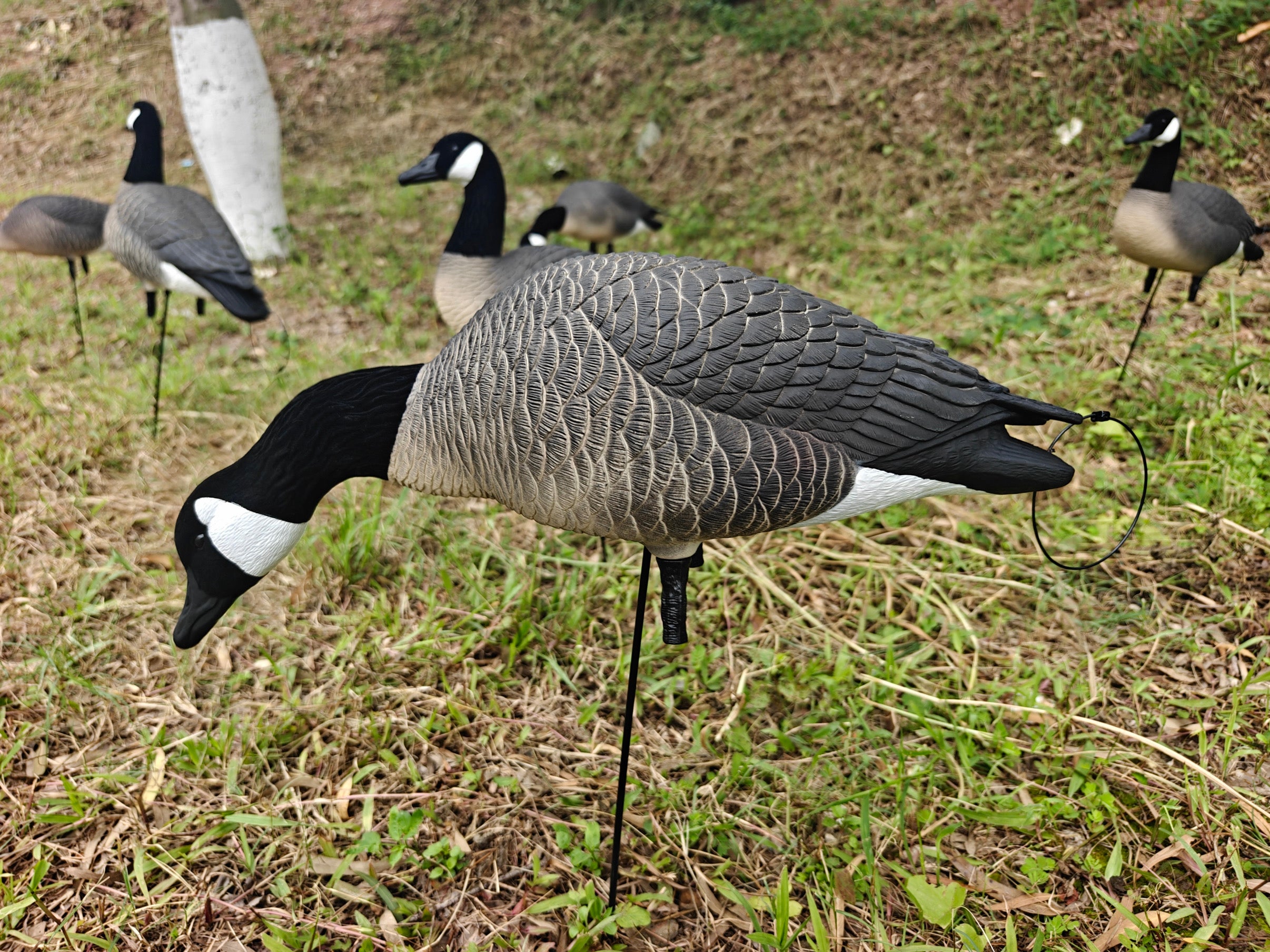 (Bargain Blind) Full Body Canada Goose “Lesser” Decoys "EVA Plastic" (flexible body) - ”Per Dozen"