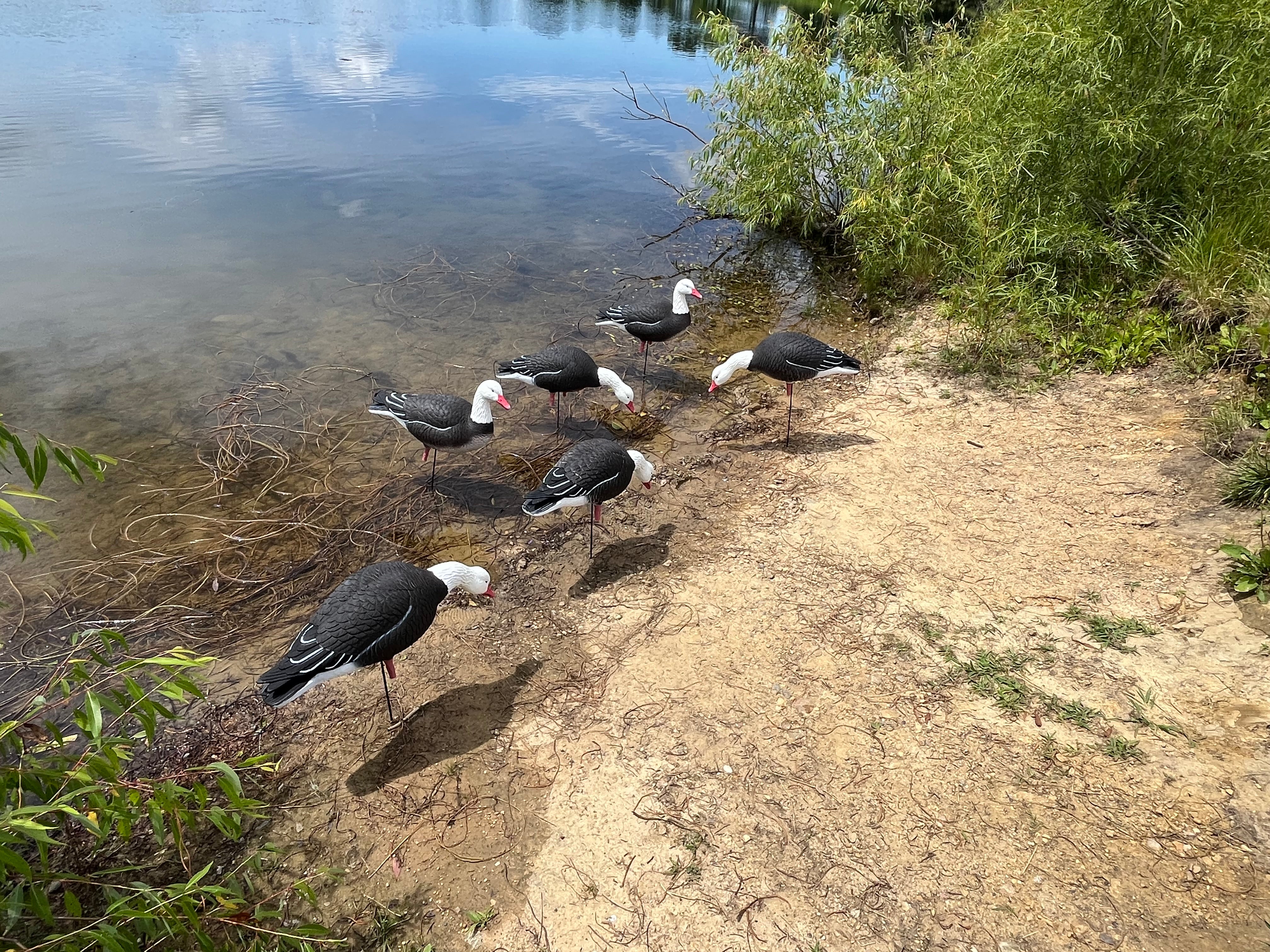 Full Body Blue Goose Decoys "PE Plastic" (hard body) - "Per 6-Pack"