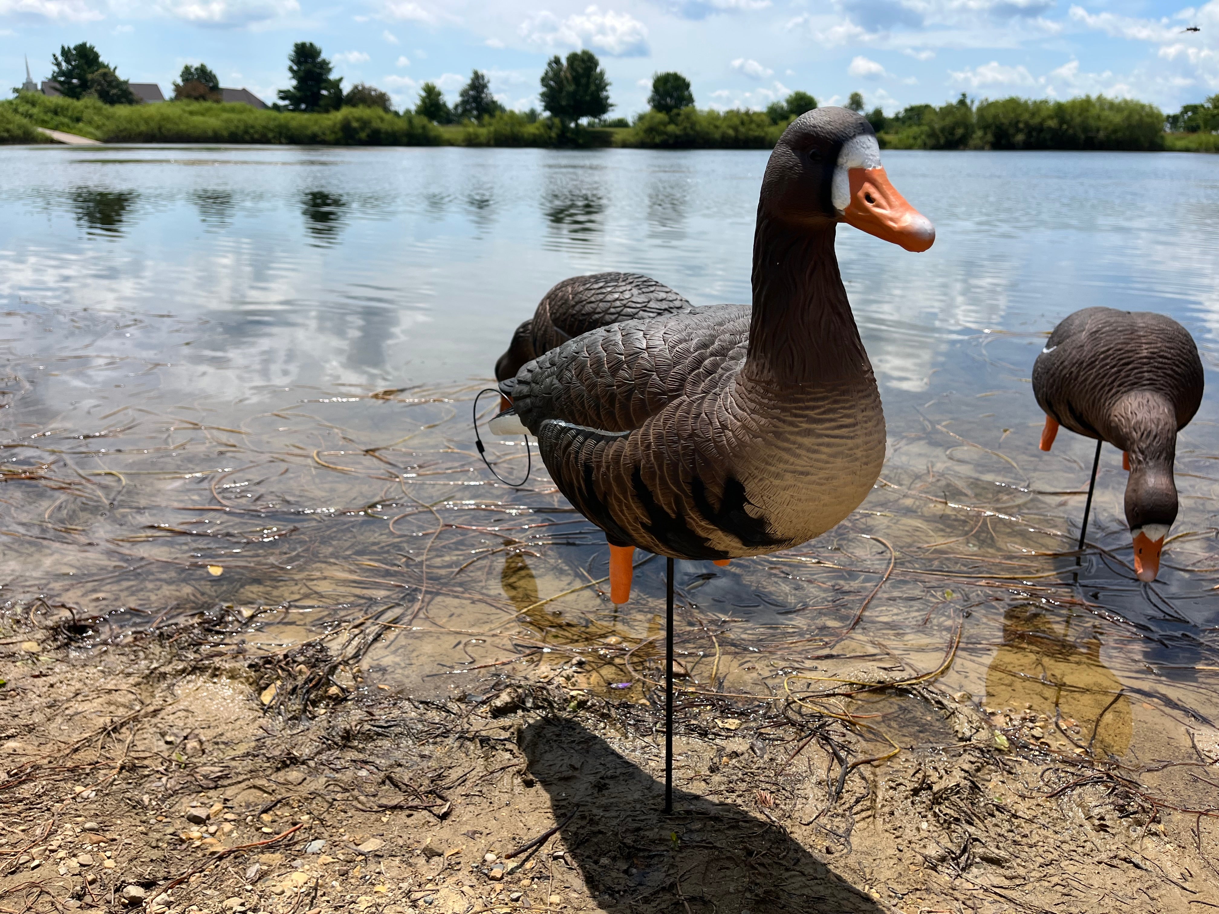 Full Body Specklebelly Goose Decoys "PE Plastic" (hard body) with 14” Square Bases - "Per 6-Pack"