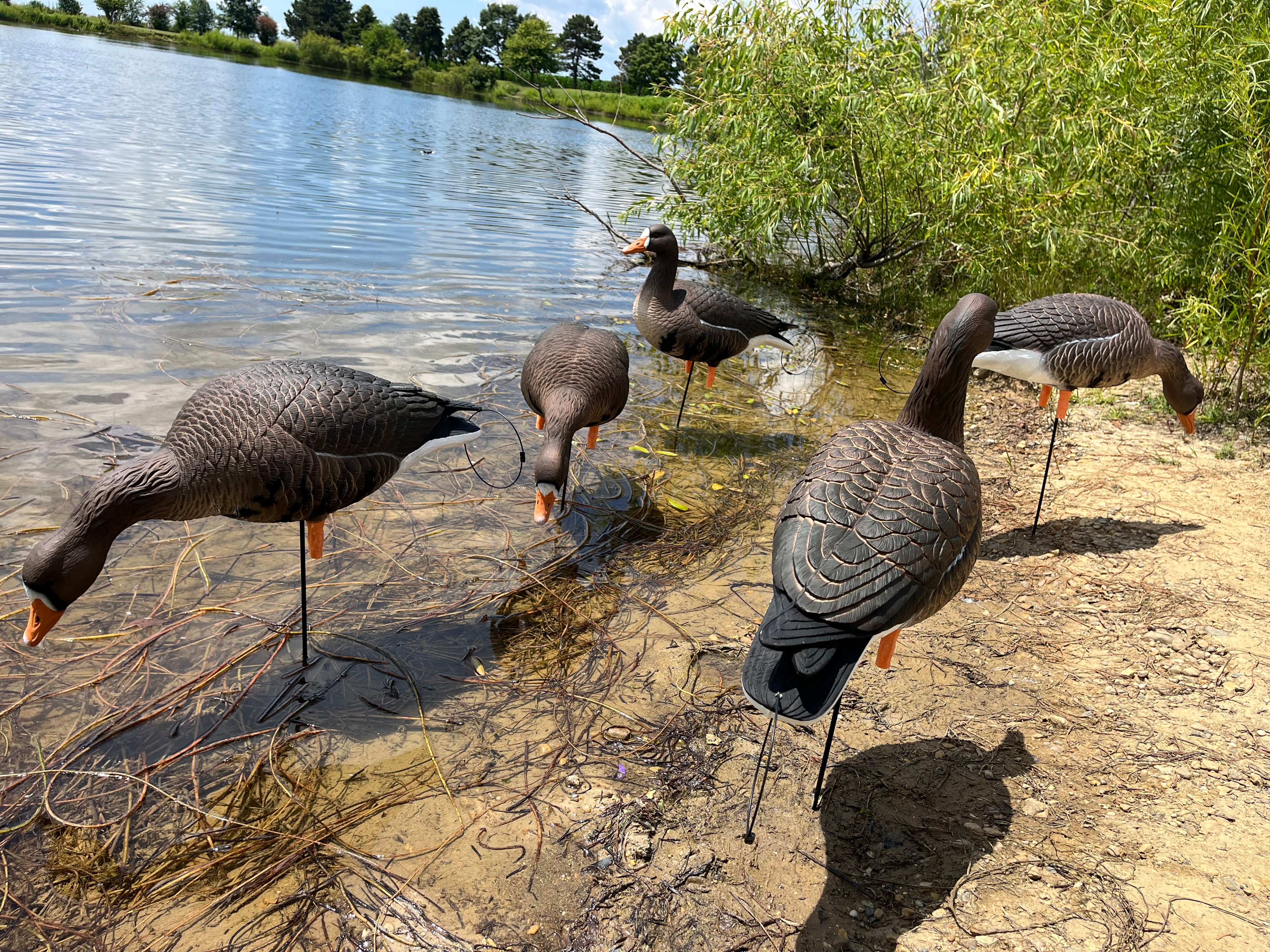 Full Body Specklebelly Goose Decoys "PE Plastic" (hard body) with 14” Square Bases - "Per 6-Pack"