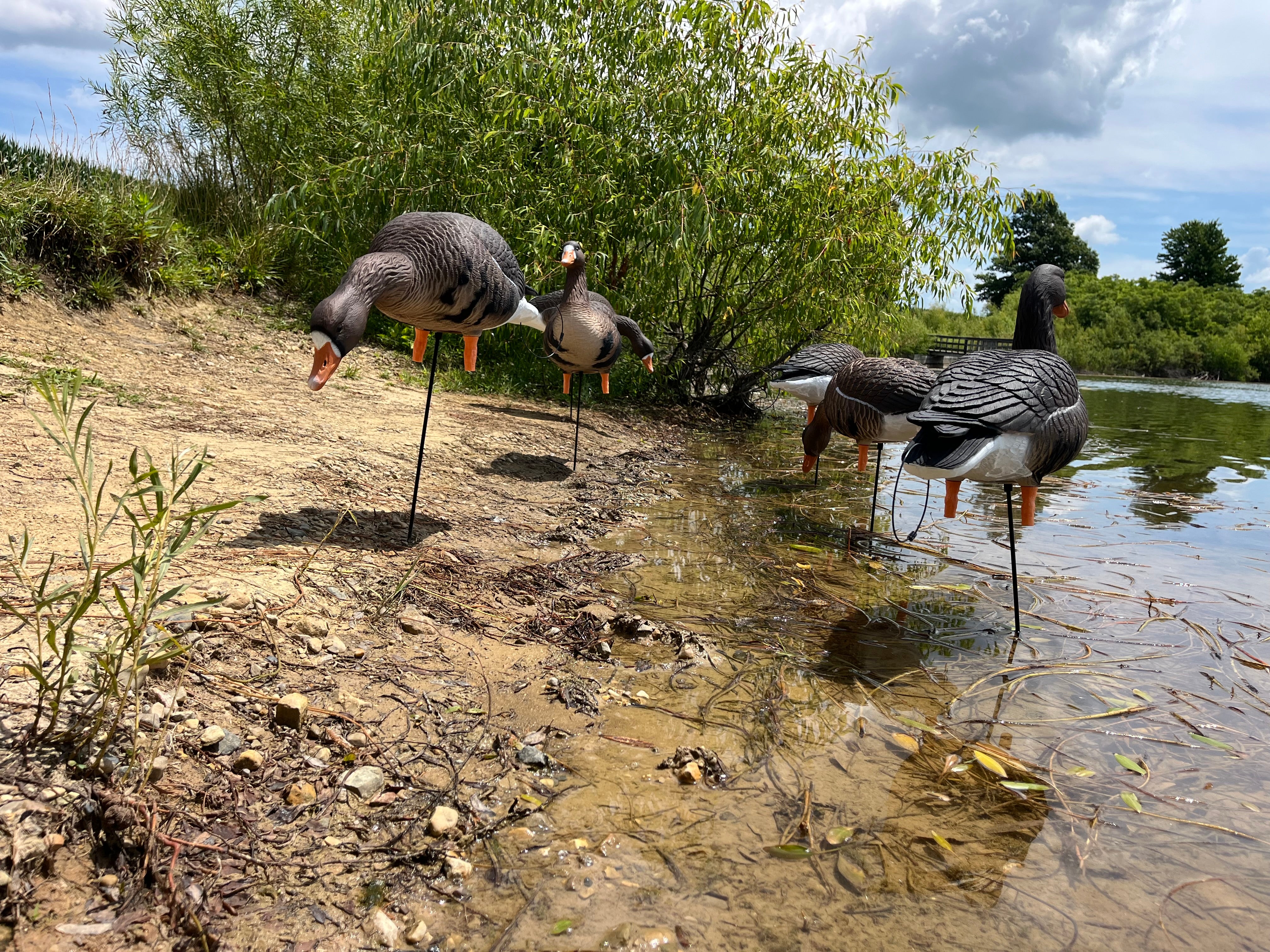 Full Body Specklebelly Goose Decoys "PE Plastic" (hard body) with 14” Square Bases - "Per 6-Pack"