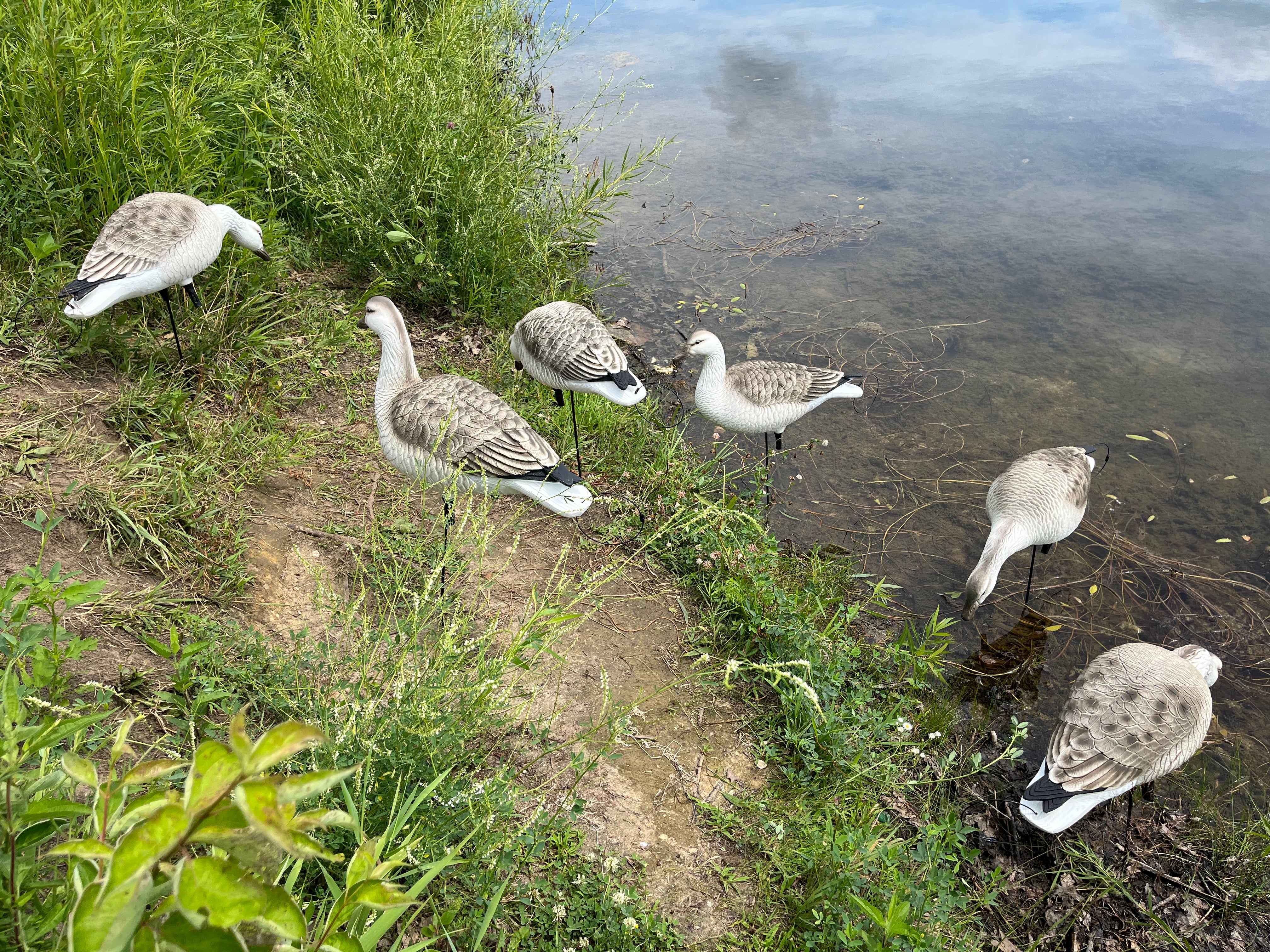 Full Body Snow Juvie Goose Decoys "PE Plastic" (hard body) - "Per 6-Pack"