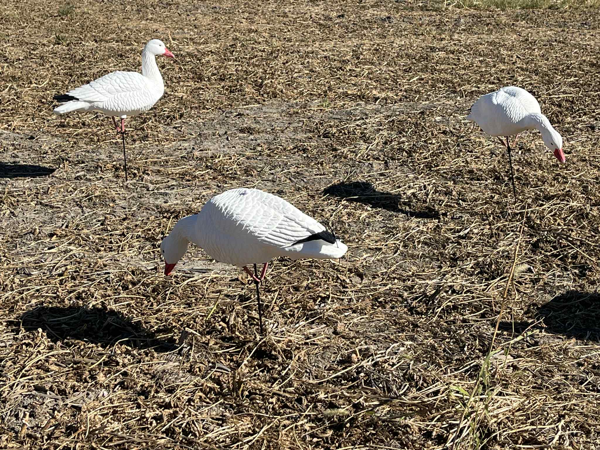 *PRE-ORDER SALE* Full Body Snow Goose Decoys "EVA Plastic" (flexible body) - “Per Dozen”