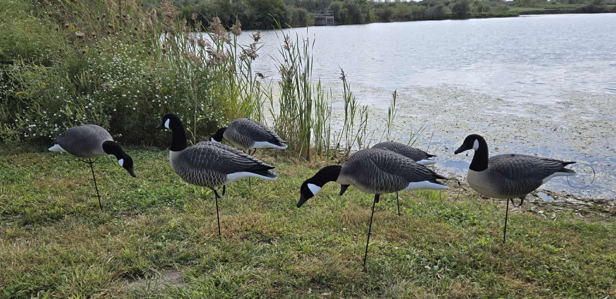 Full Body Canada Goose “Lesser” Decoys "EVA Plastic" - ”Per Dozen"
