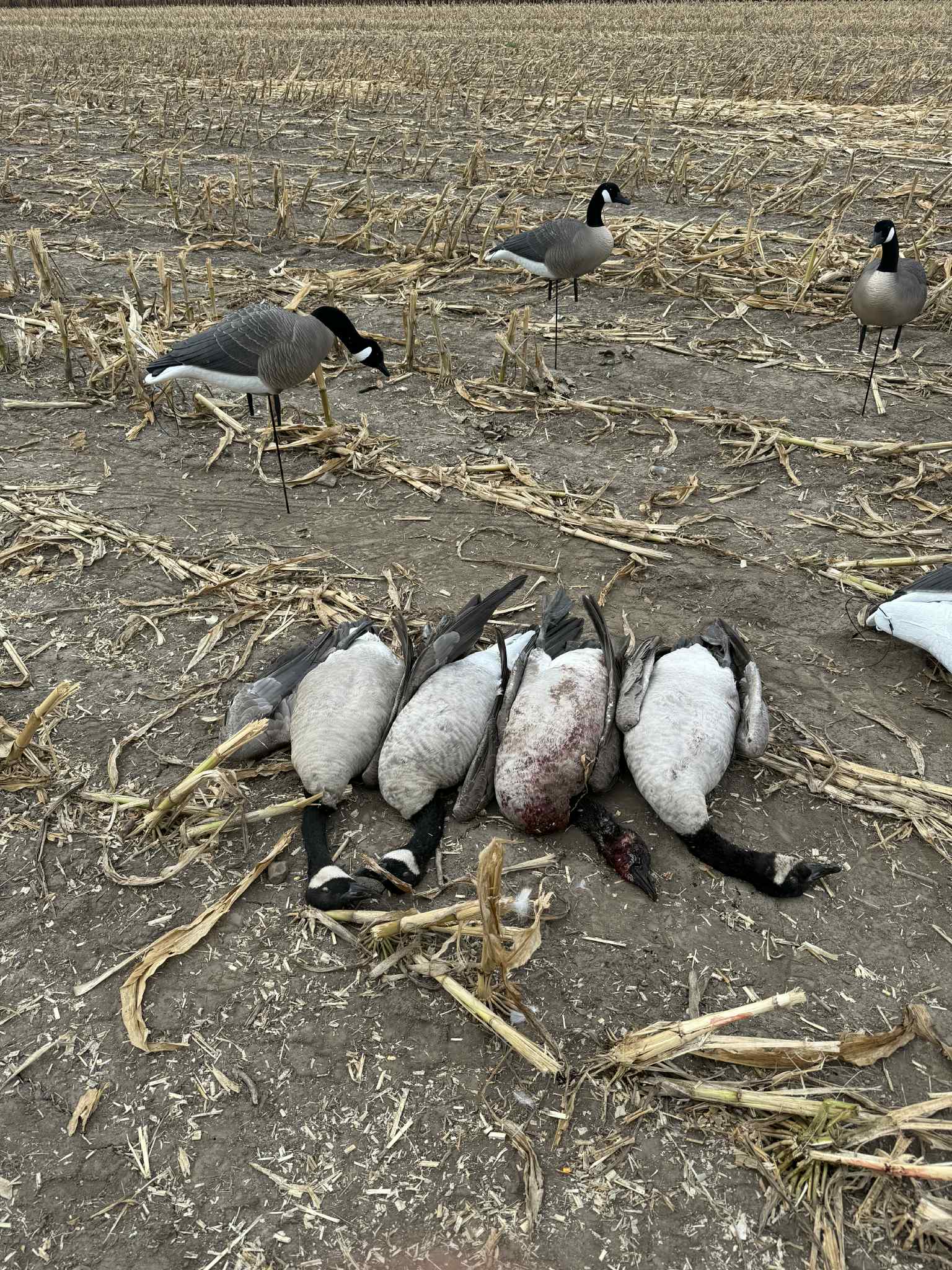 Full Body "Magnum" Canada Goose Decoys "PE Plastic" (hard body) with Flocked Heads. - "Per 6-Pack"
