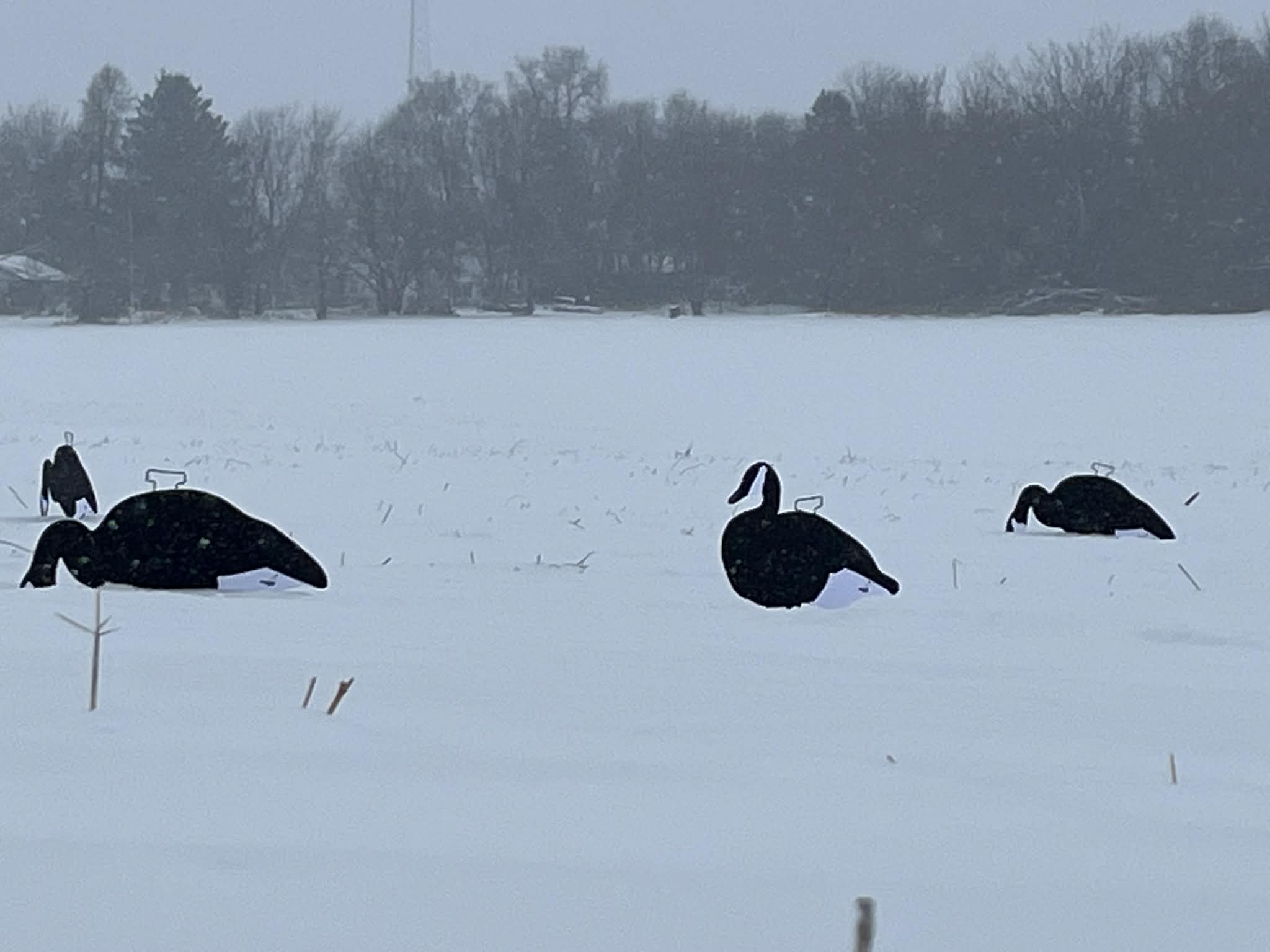 Black & White Canada Goose Silhouette Decoys
