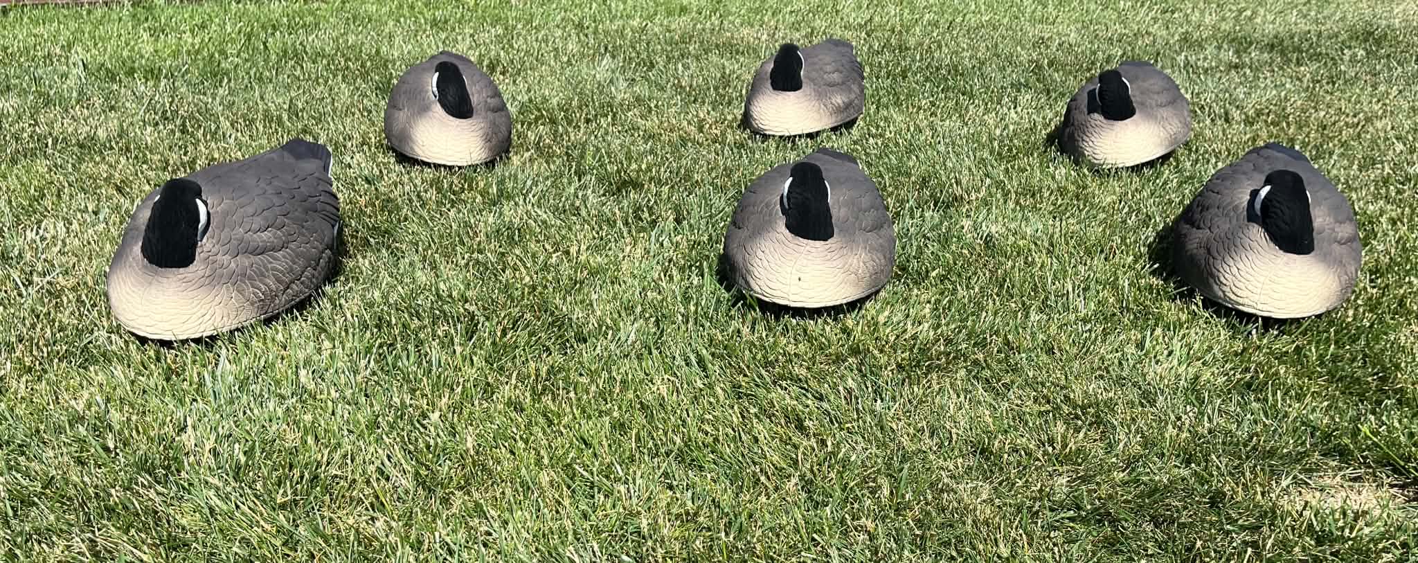 Canada Goose Sleeper Floater Decoys "PE Plastic" (hard body) "Per 6-Pack"