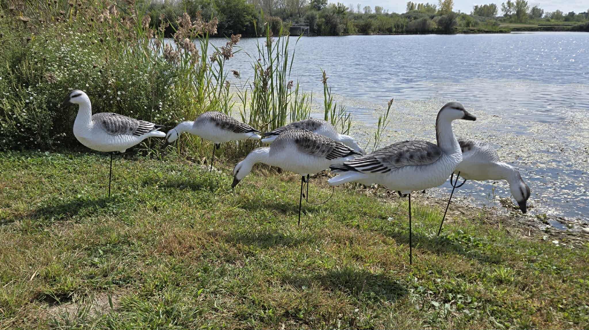 "EVA" Juvie Snow Goose Full Body Decoys “Per Dozen”