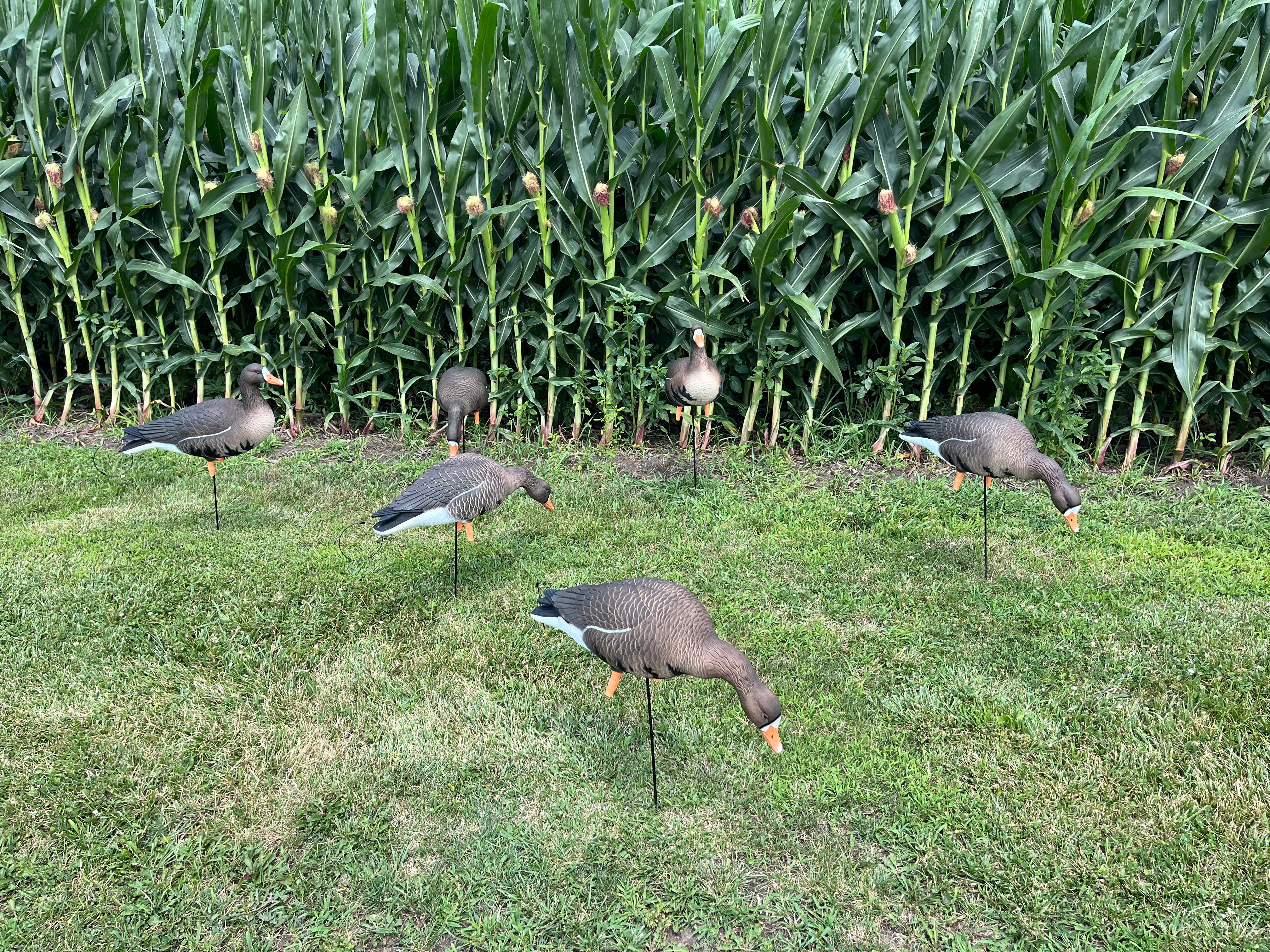 Full Body Specklebelly Goose Decoys "PE PLASTIC" with 14” Square Bases - "Per 6-Pack"