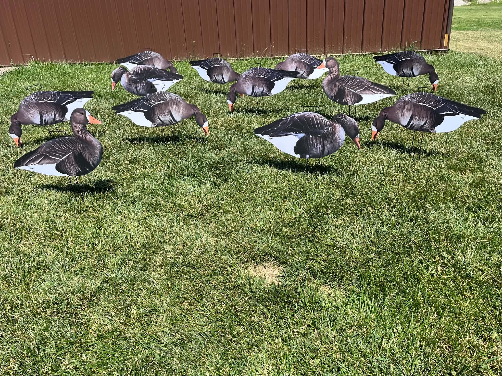Specklebelly Goose Silhouette Decoys - "Per Dozen"