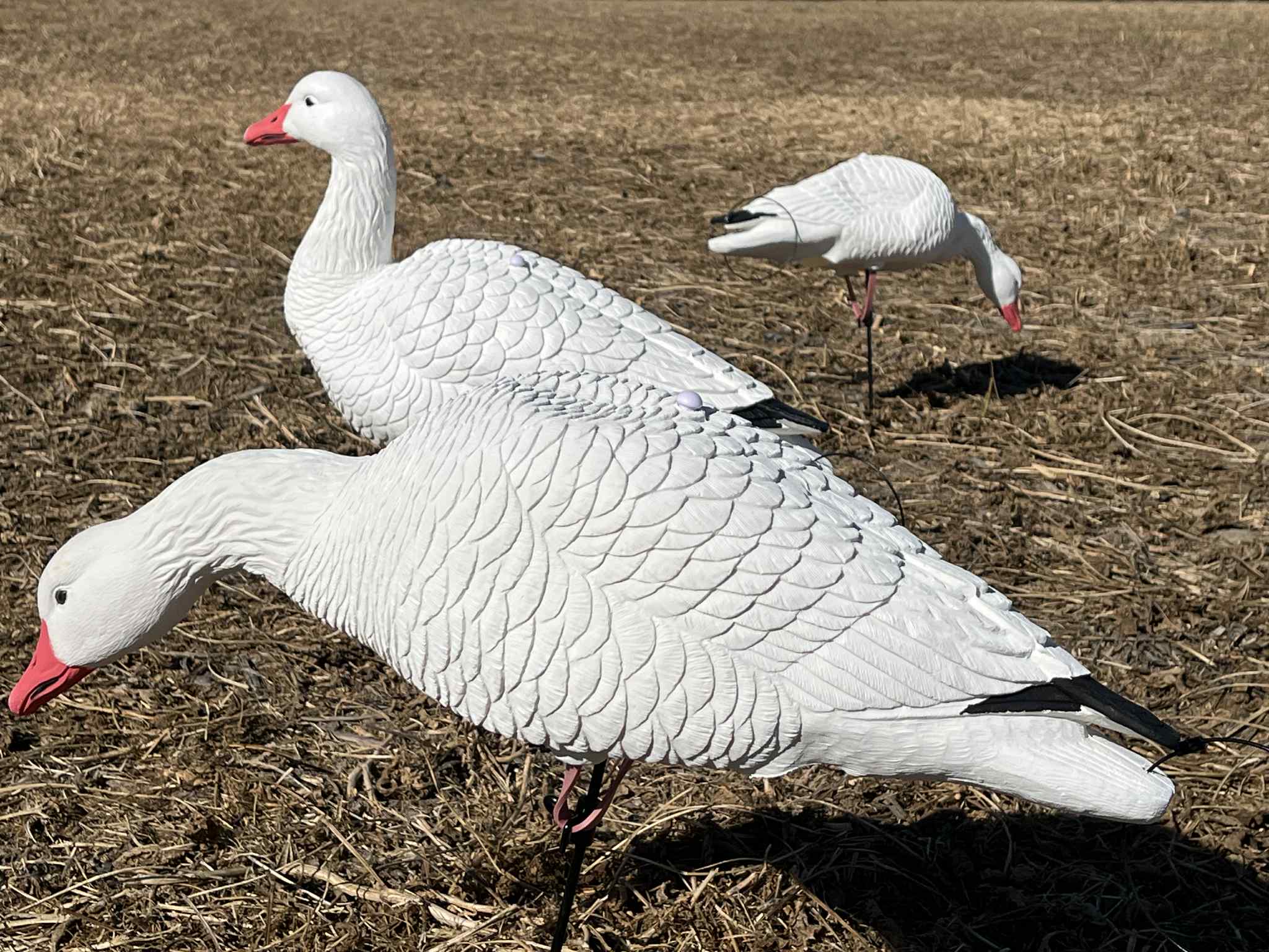 Full Body Snow Goose Decoys "EVA Plastic" (flexible body) - “Per Dozen”
