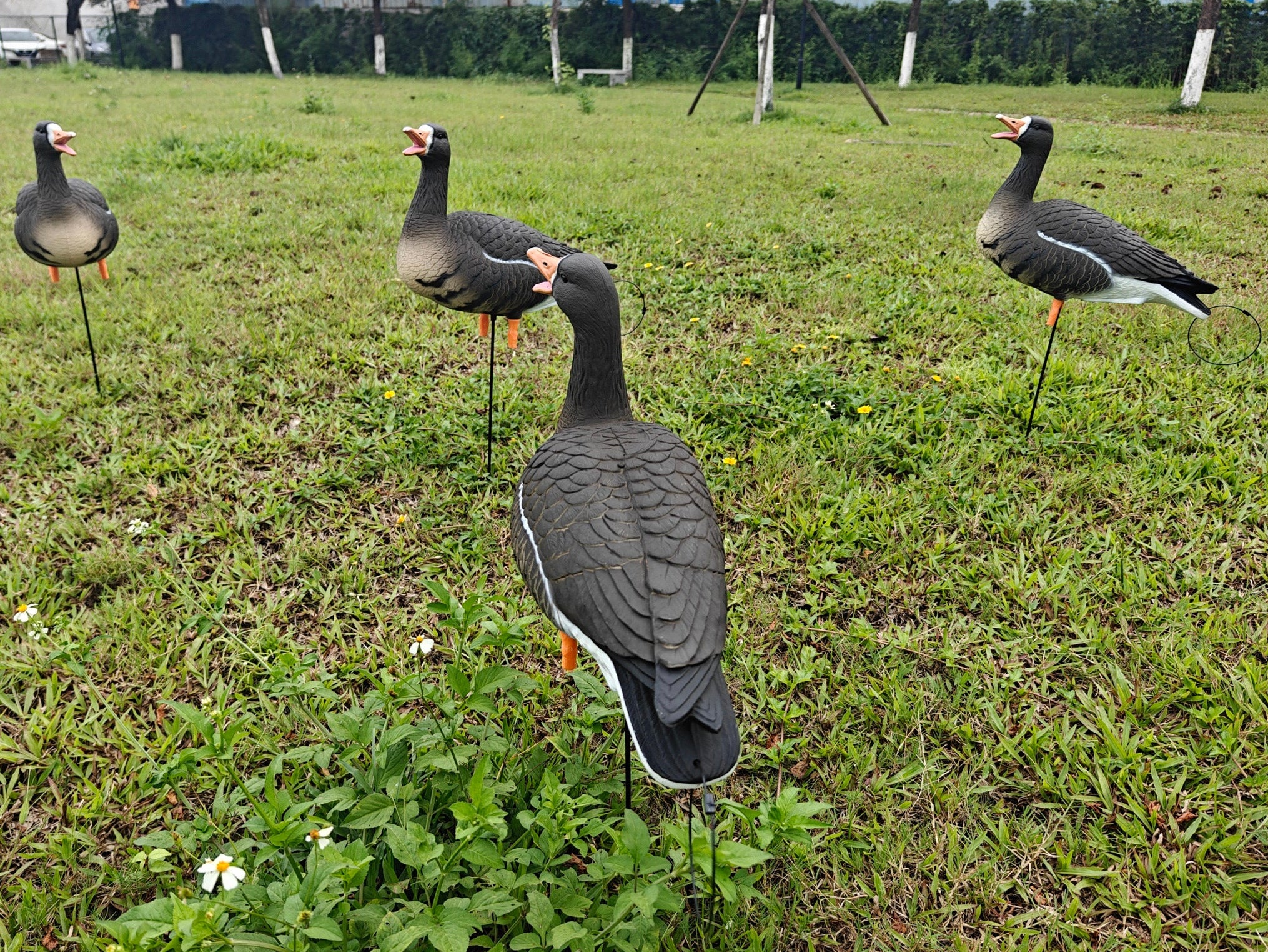 Full Body "Open Mouth" Specklebelly Goose Decoys "PE Plastic" (hard body) - "Per 4-Pack"
