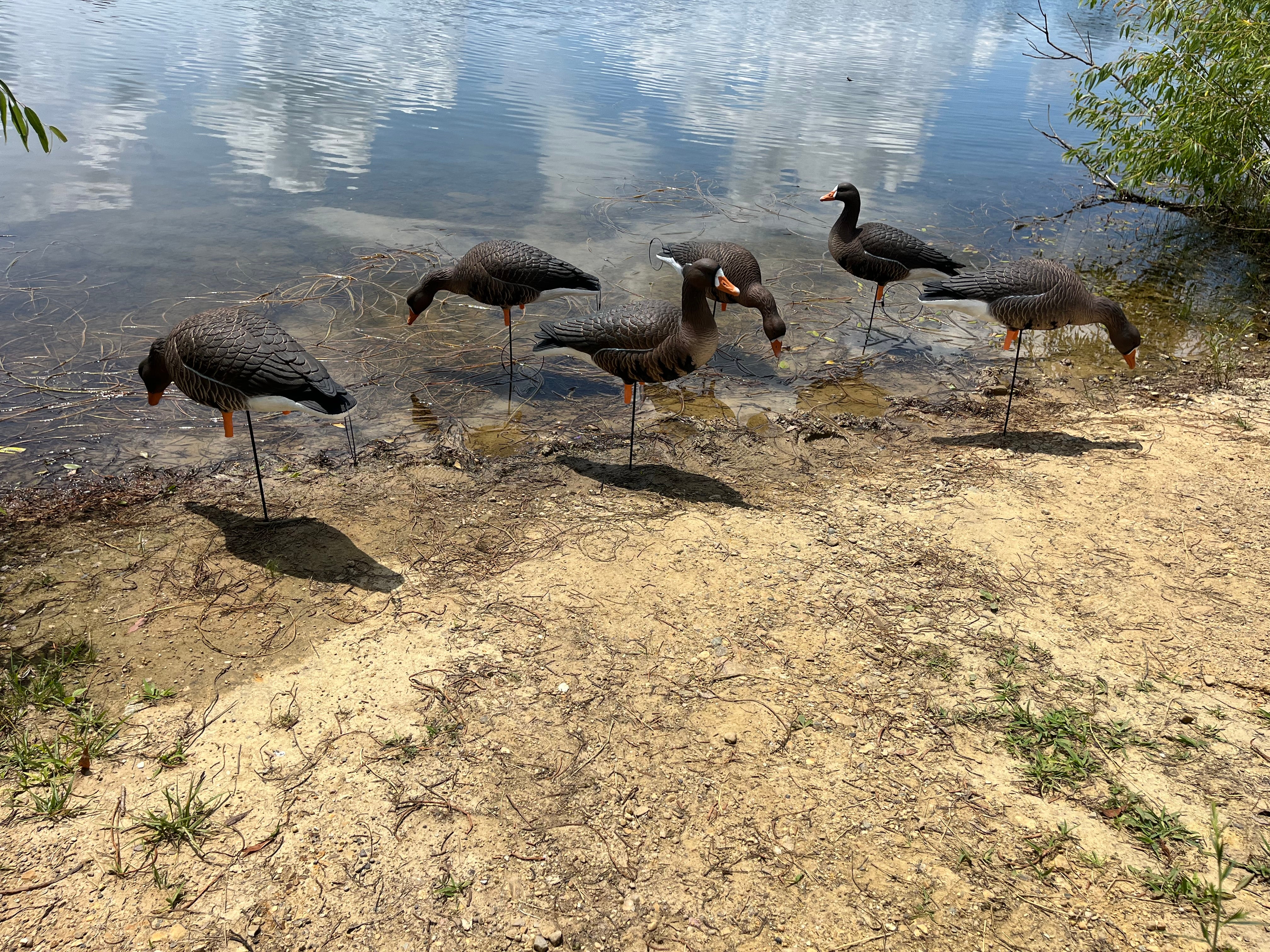 Full Body Specklebelly Goose Decoys "PE PLASTIC" with 14” Square Bases - "Per 6-Pack"