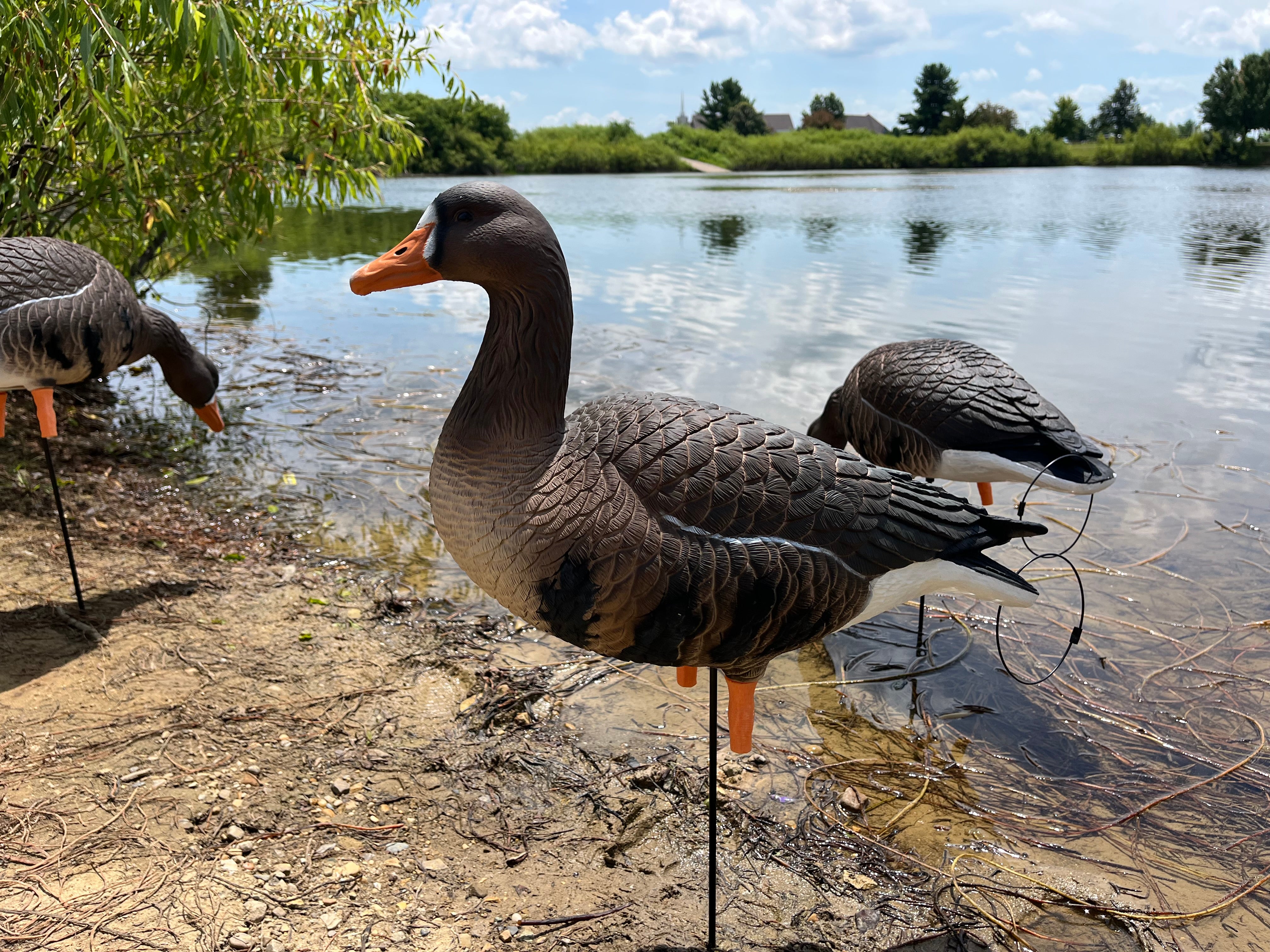Full Body Specklebelly Goose Decoys "PE Plastic" (hard body) with 14” Square Bases - "Per 6-Pack"