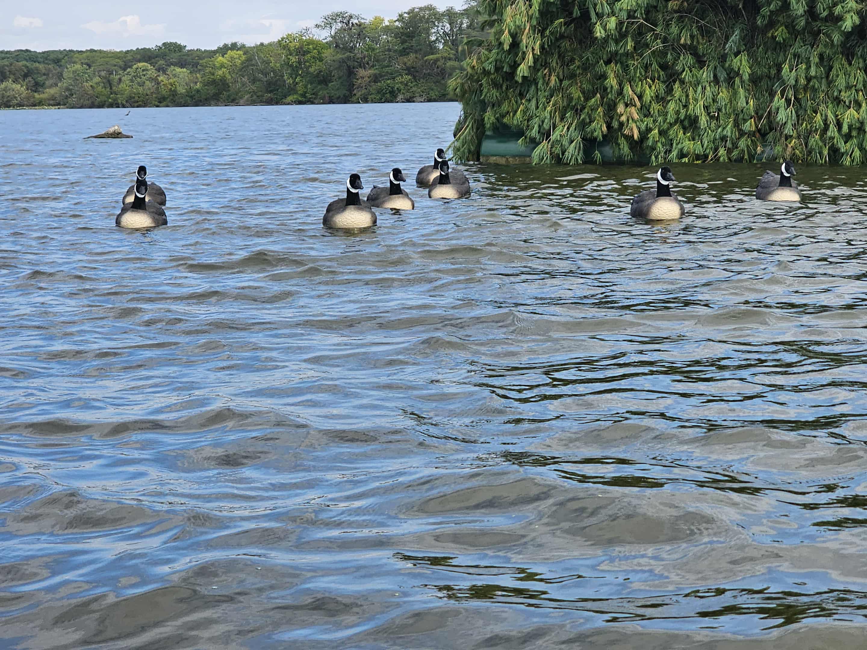 "Pre-Order Sale" Canada Goose Floater Decoys with Flocked Heads "PE Plastic" (hard body) "Per 6-Pack"
