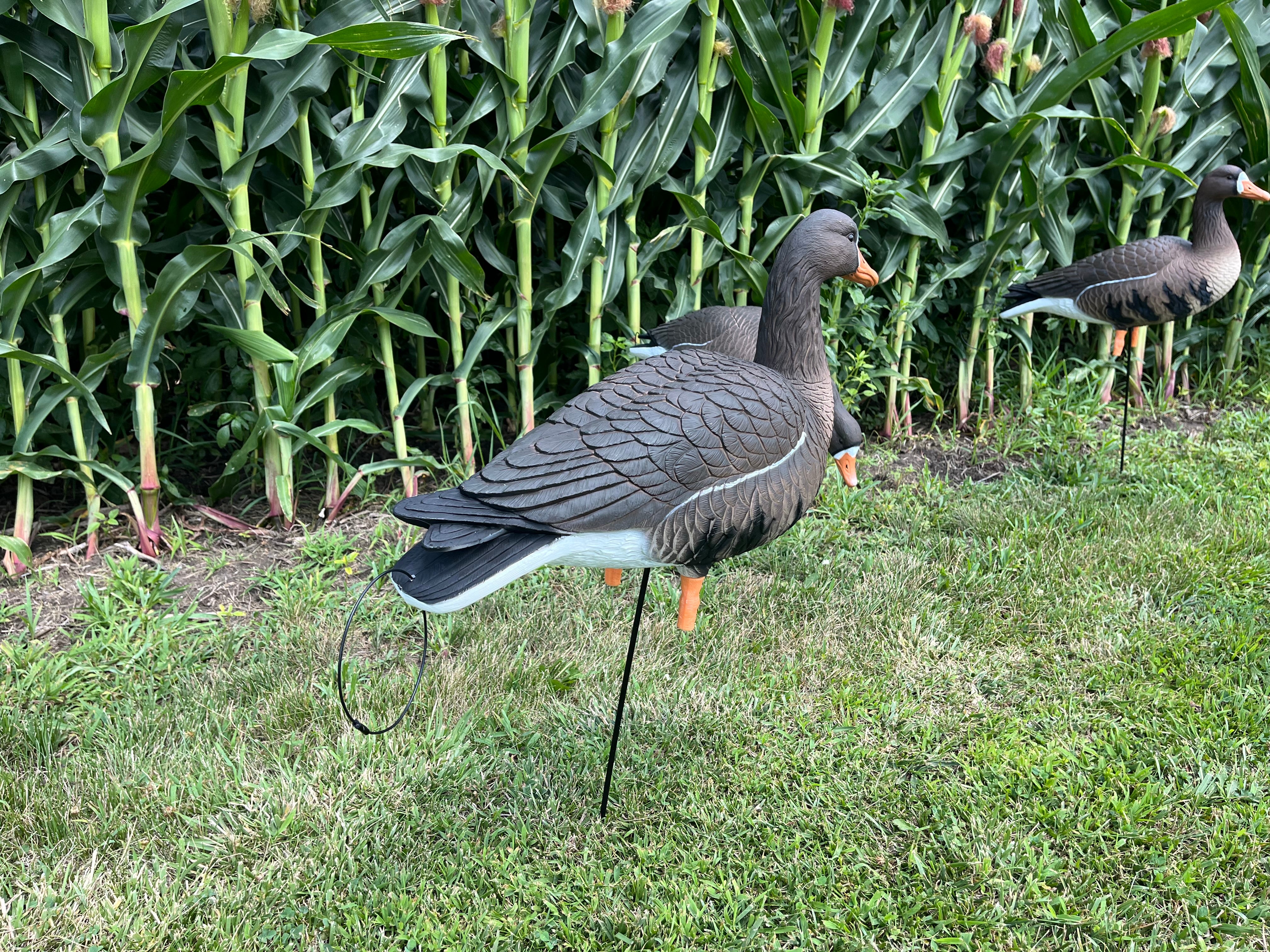 Full Body Specklebelly Goose Decoys "PE PLASTIC" with 14” Square Bases - "Per 6-Pack"