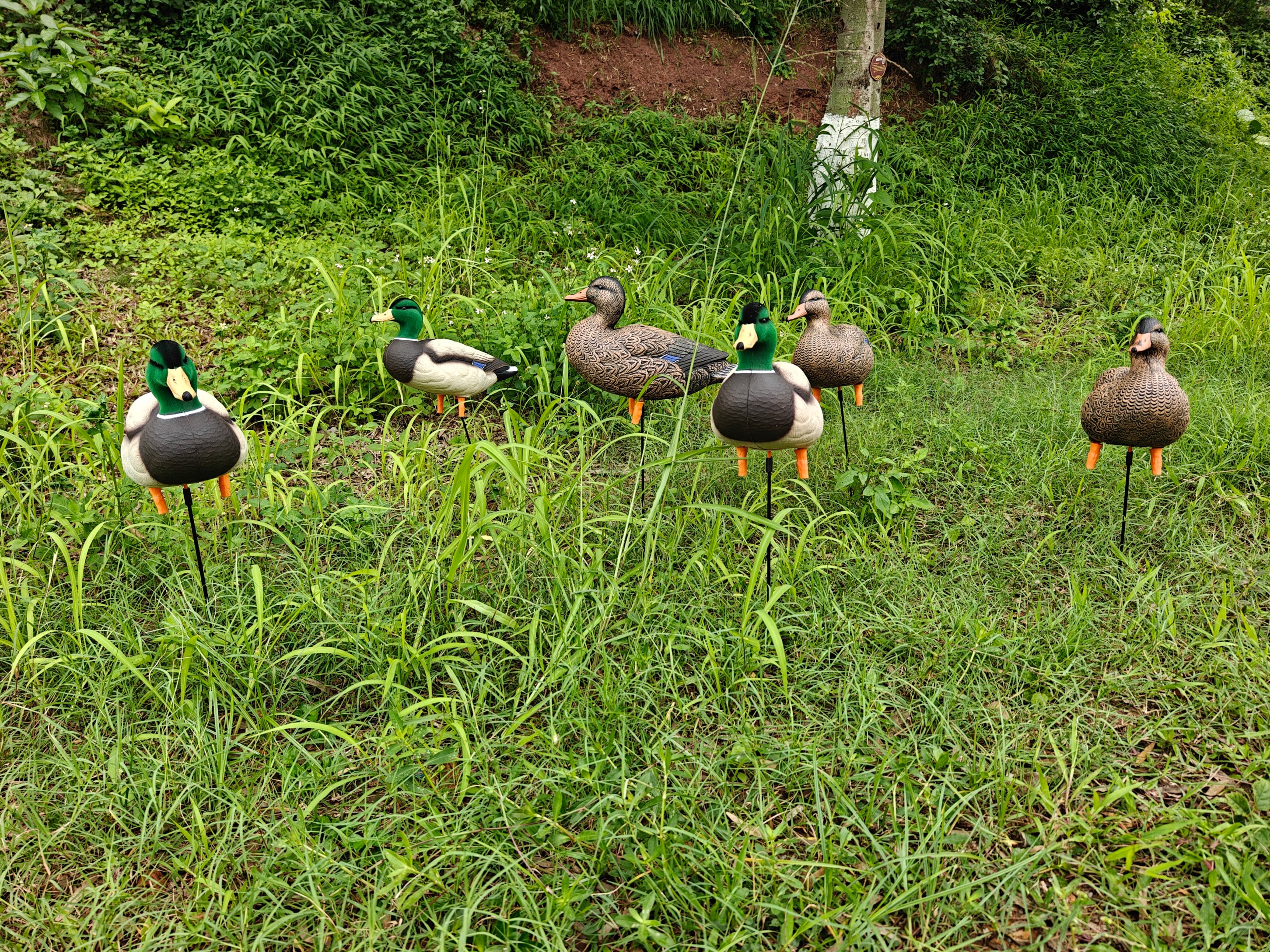 * PRE-ORDER SALE * "MAGNUM" Full Body Field Mallard Duck Decoys “PE Plastic” (hard body) FLOCKED HEADS ON DRAKES