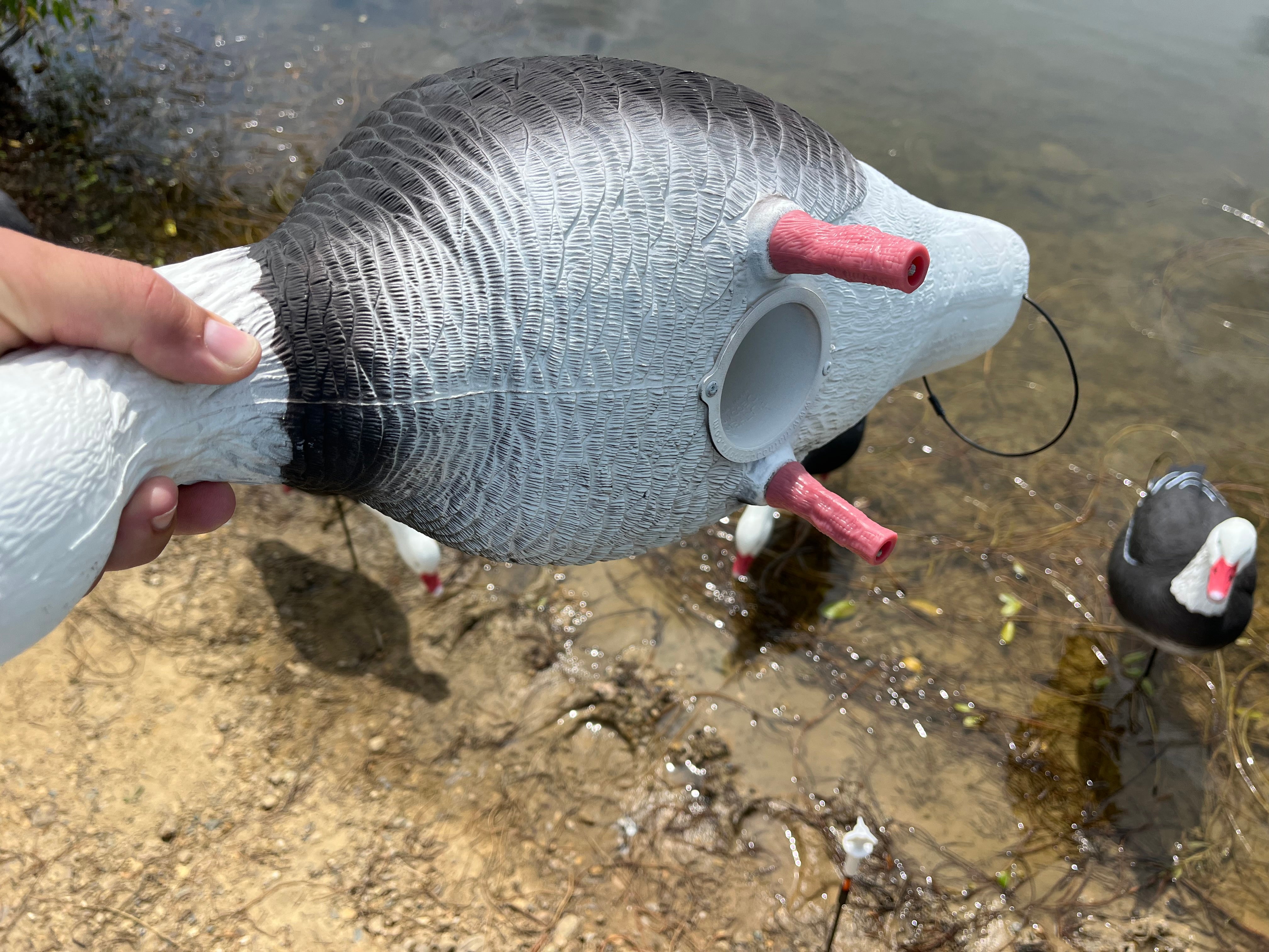 Full Body Blue Goose Decoys "PE Plastic" (hard body) - "Per 6-Pack"