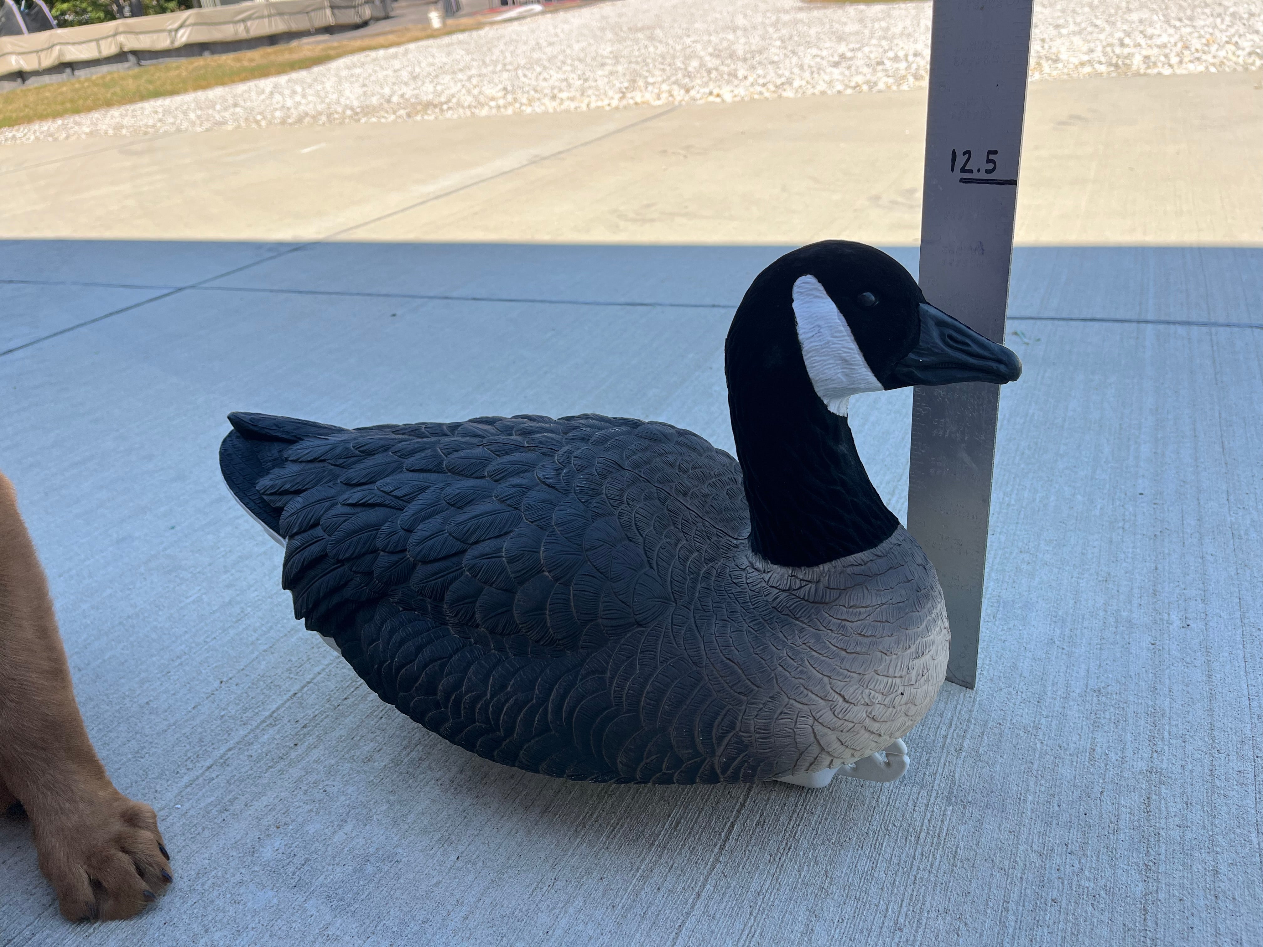 Canada Goose Floater Decoys with Flocked Heads "PE Plastic" (hard body) "Per 6-Pack"