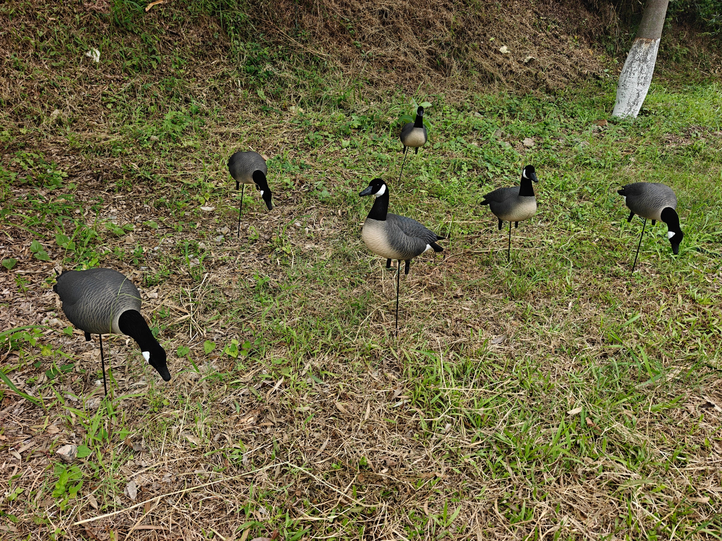 Full Body "Lesser" Canada Goose Decoys "PE Plastic" (hard body) - "Per 6-Pack"