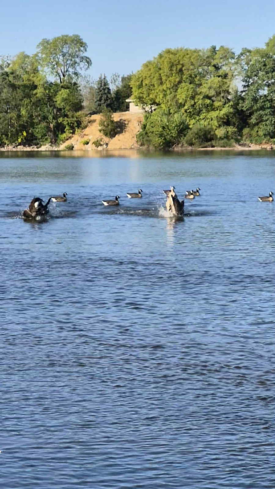 Canada Goose Floater Decoys with Flocked Heads "PE Plastic" (hard body) "Per 6-Pack"