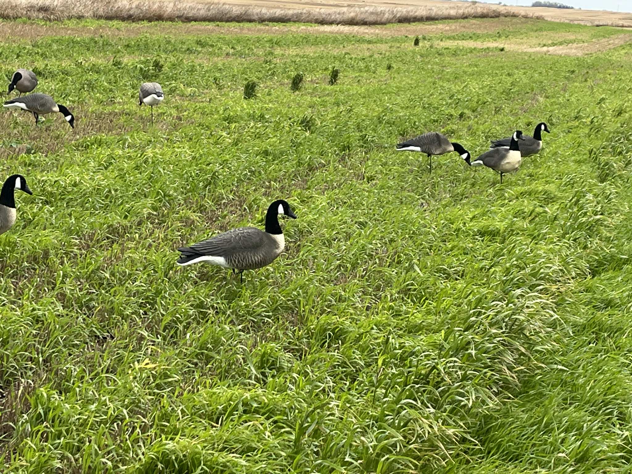 Full Body Canada Goose “Lesser” Decoys "EVA Plastic" (flexible body) - ”Per Dozen"