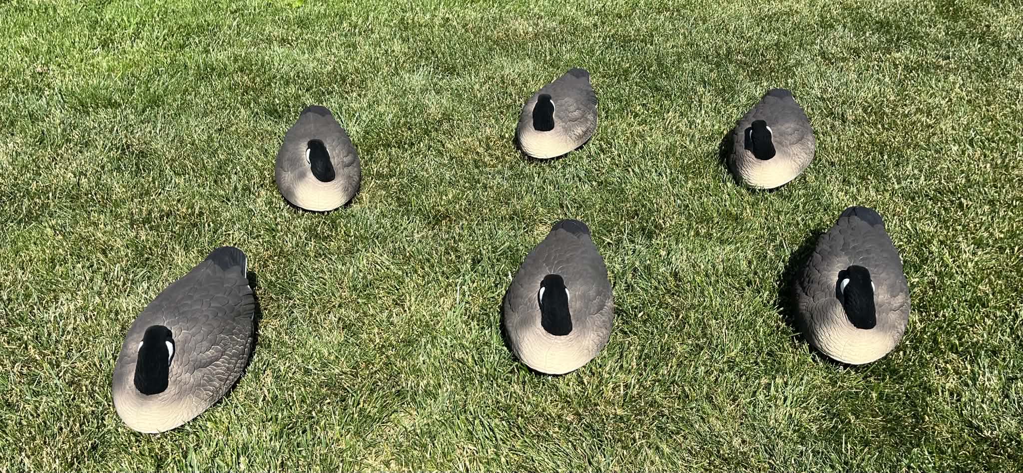 Canada Goose Sleeper Floater Decoys "PE Plastic" (hard body) "Per 6-Pack"