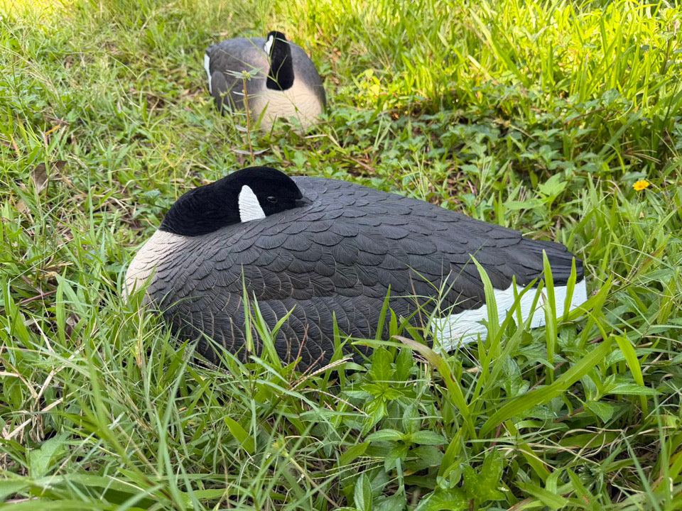 *PRE-ORDER SALE* Canada Goose Sleeper Shells "Per 6-Pack"
