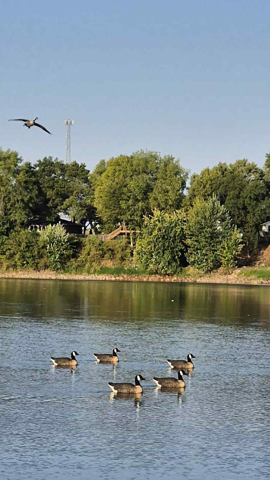 Canada Goose Floater Decoys with Flocked Heads "PE Plastic" (hard body) "Per 6-Pack"