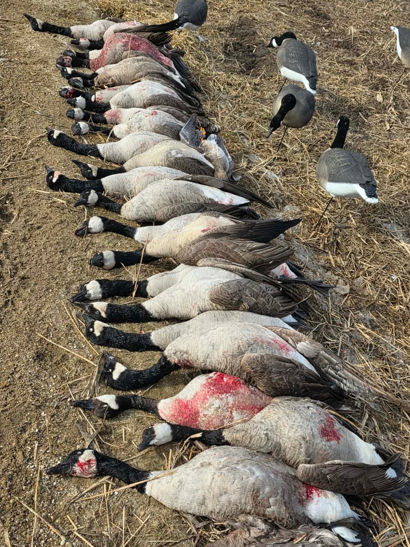 Full Body "Magnum" Canada Goose Decoys "PE Plastic" (hard body) with Flocked Heads. - "Per 6-Pack"