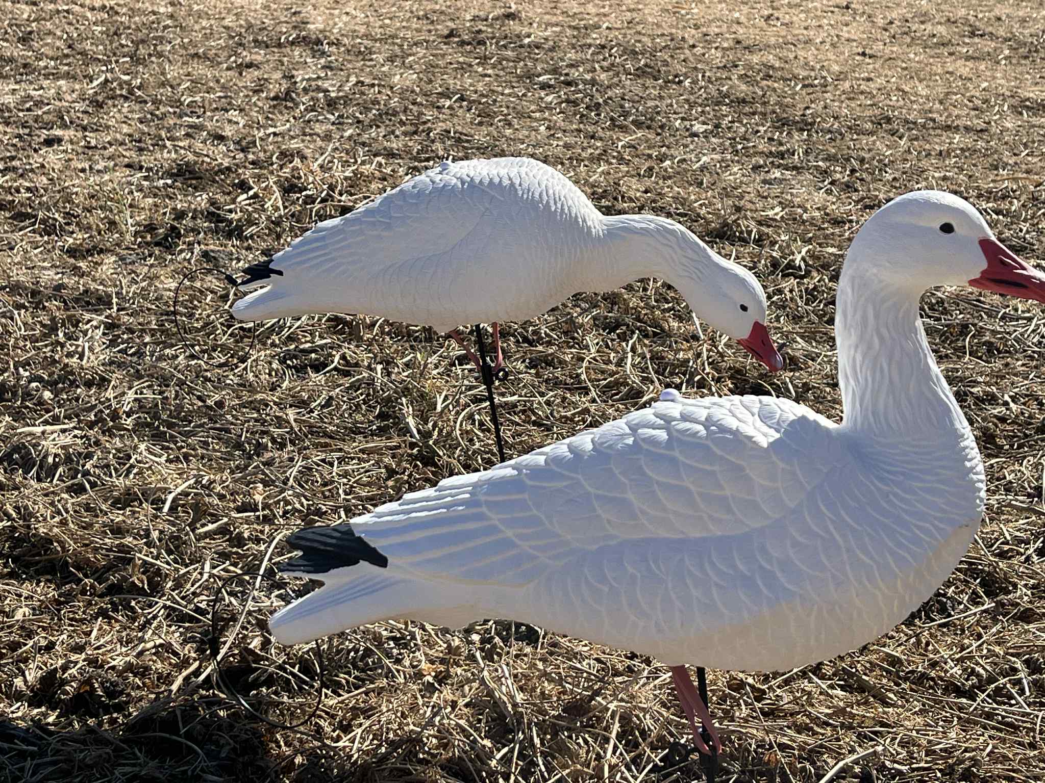 *PRE-ORDER SALE* Full Body Snow Goose Decoys "EVA Plastic" (flexible body) - “Per Dozen”