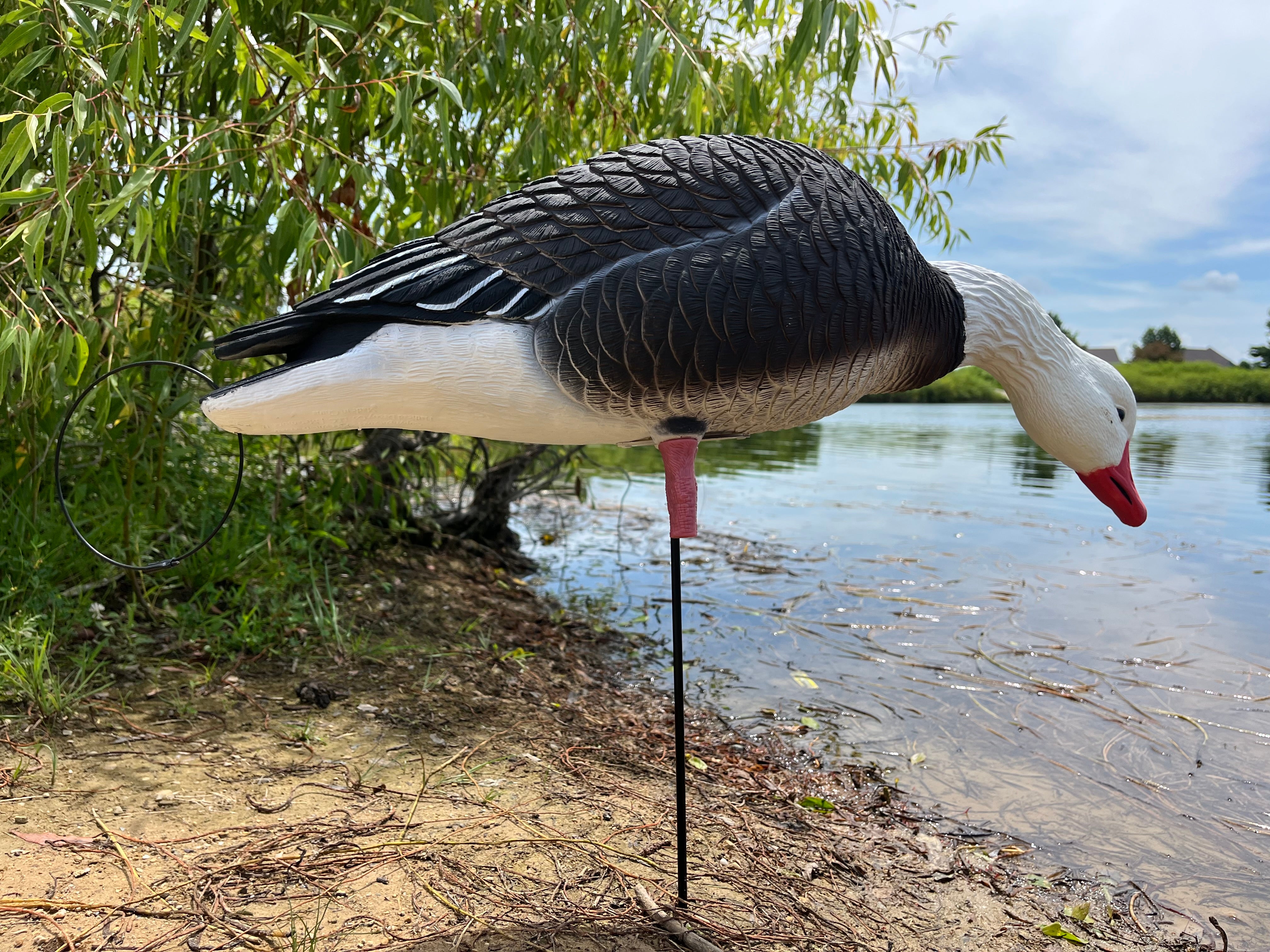 Full Body Blue Goose Decoys "PE Plastic" (hard body) - "Per 6-Pack"
