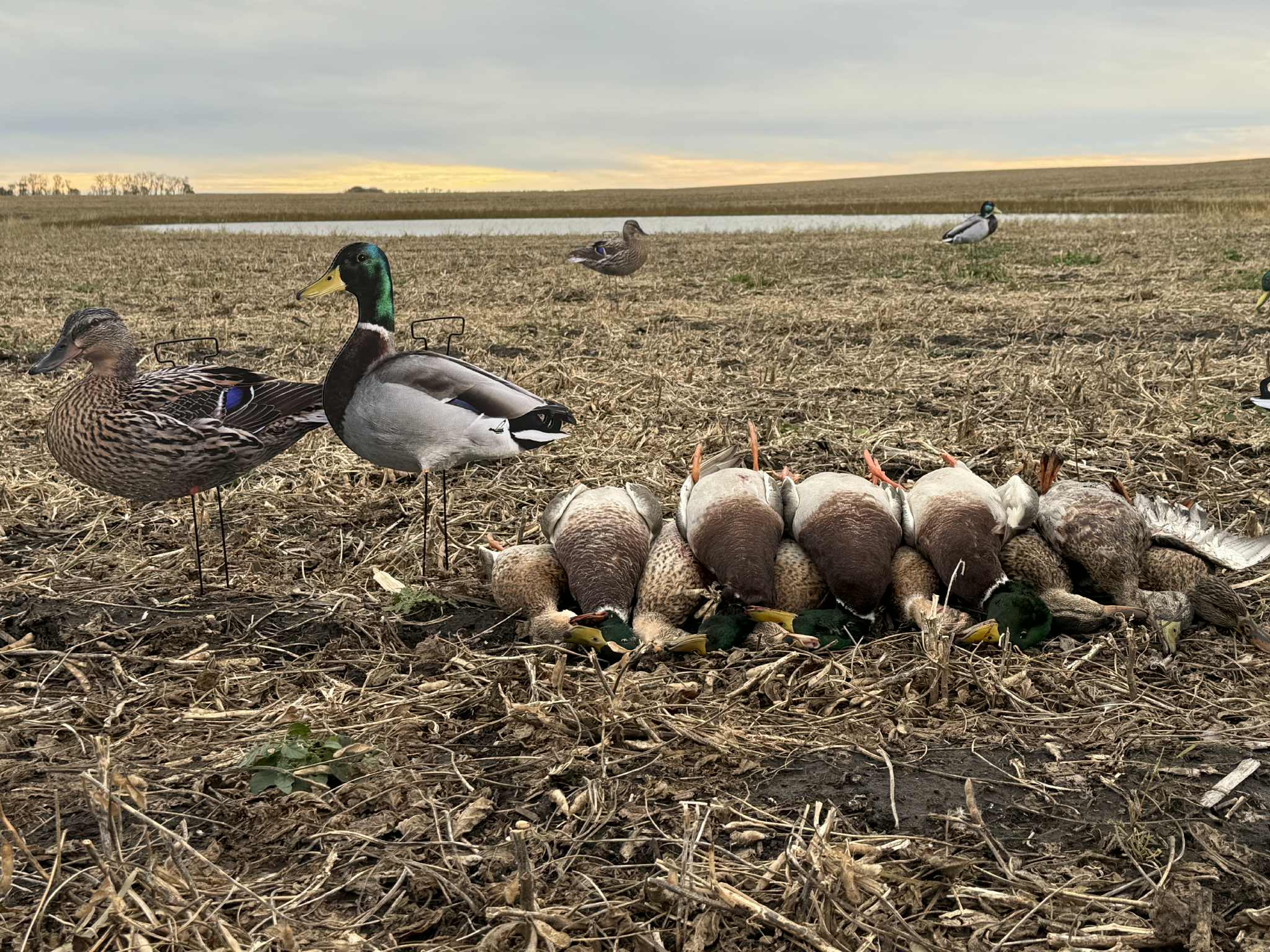 Mallard Duck Silhouette Decoys "Per Dozen"