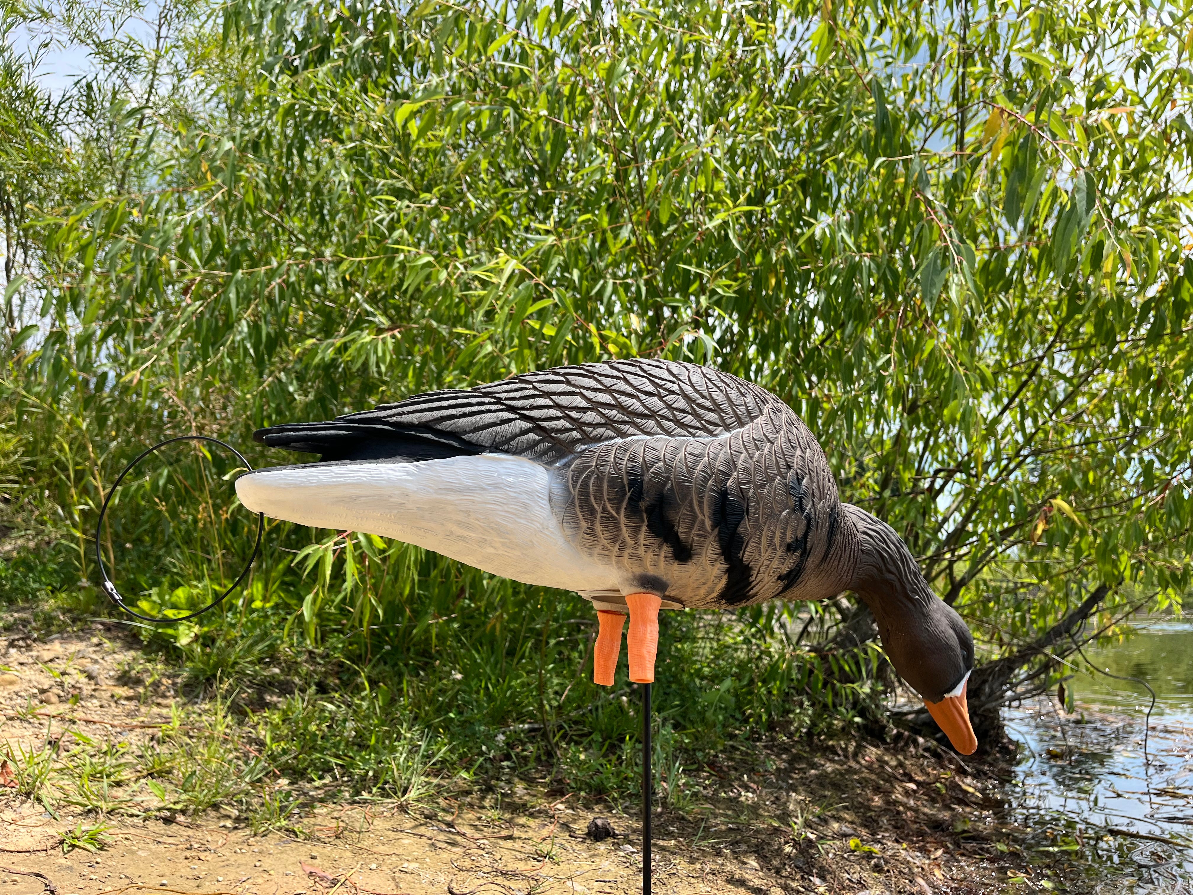 Full Body Specklebelly Goose Decoys "PE PLASTIC" with 14” Square Bases - "Per 6-Pack"