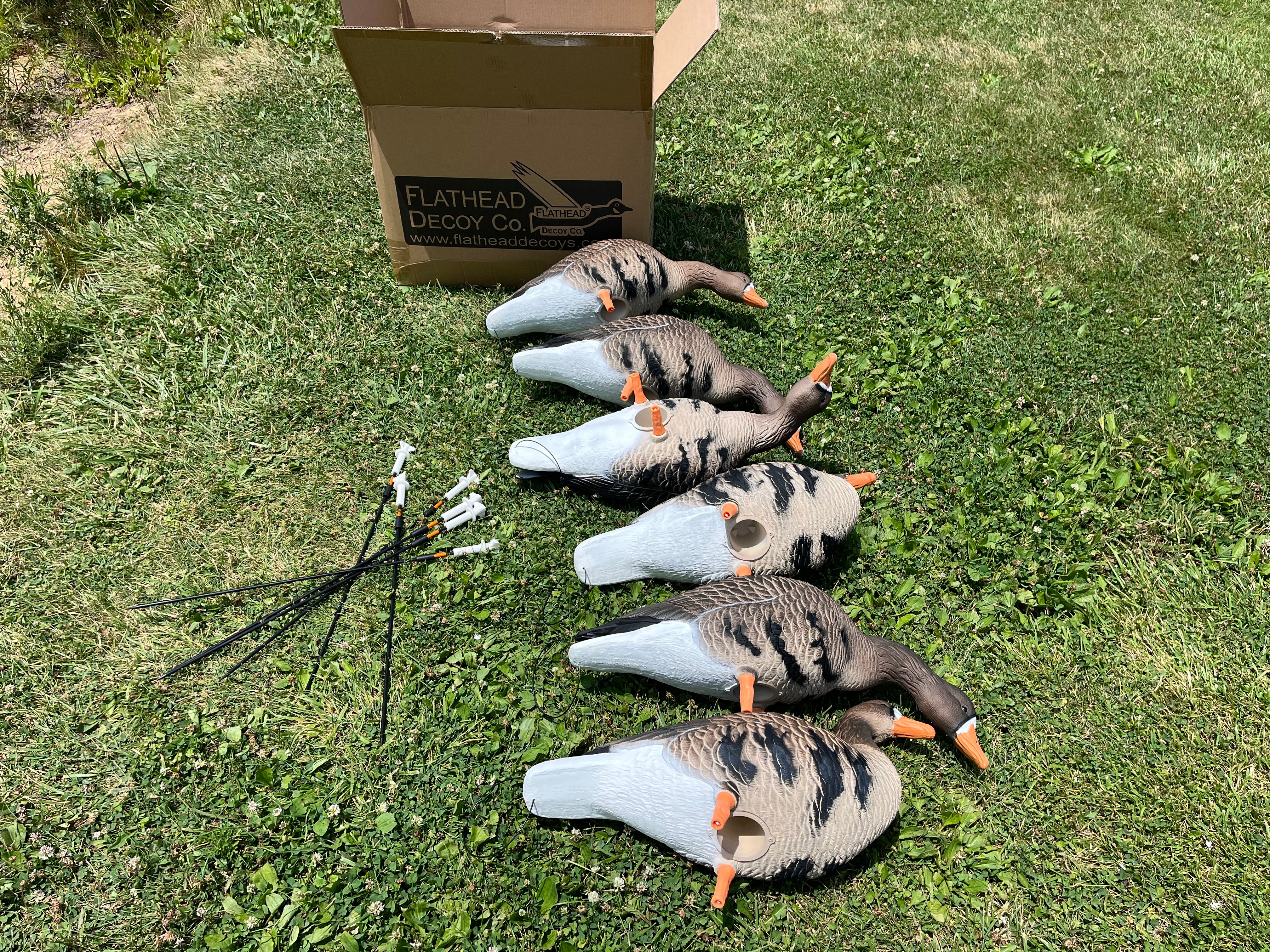 Full Body Specklebelly Goose Decoys "PE Plastic" (hard body) with 14” Square Bases - "Per 6-Pack"