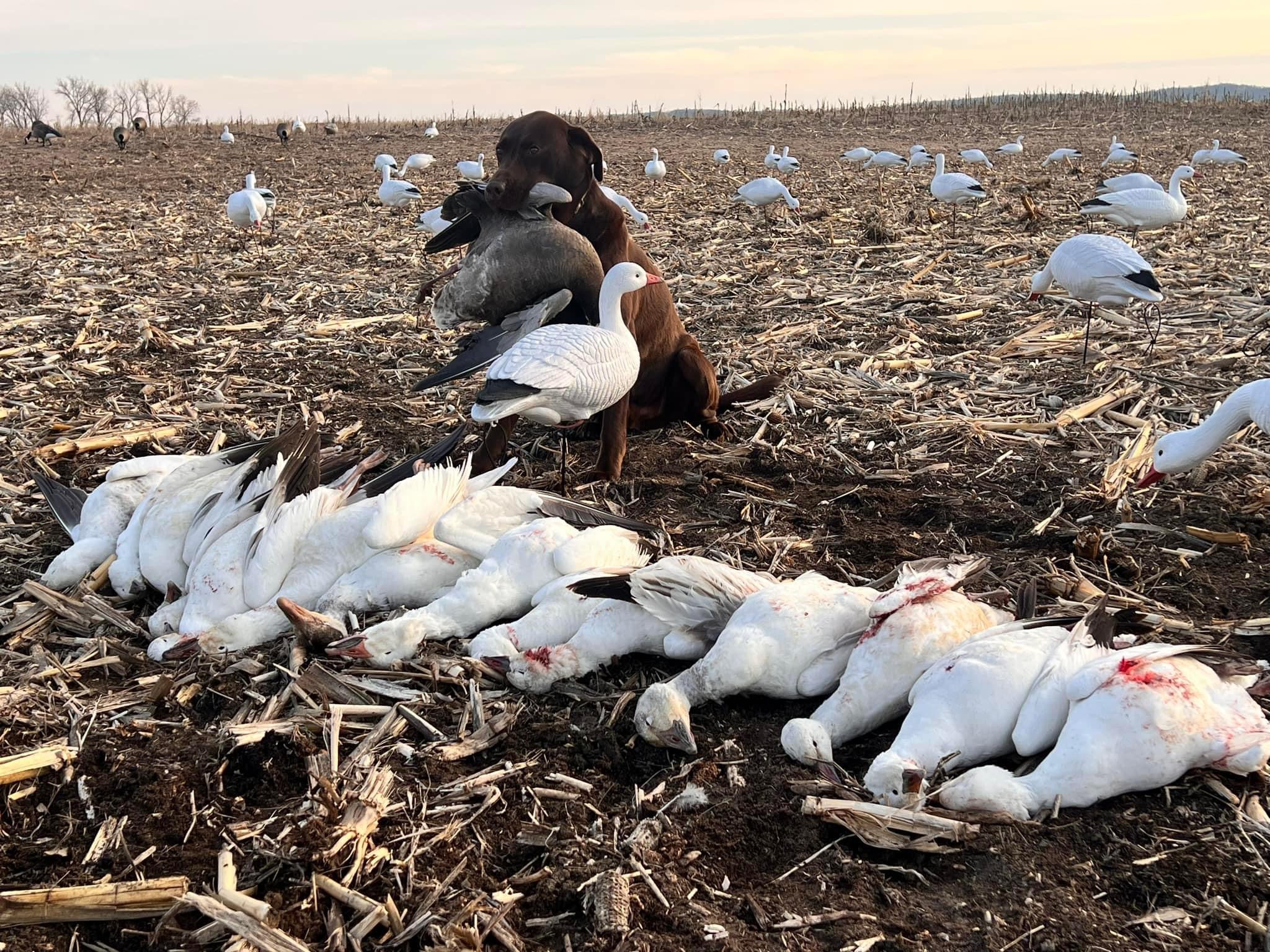 Full Body Snow Goose Decoys "PE Plastic" (hard body) - “Per 6-Pack”