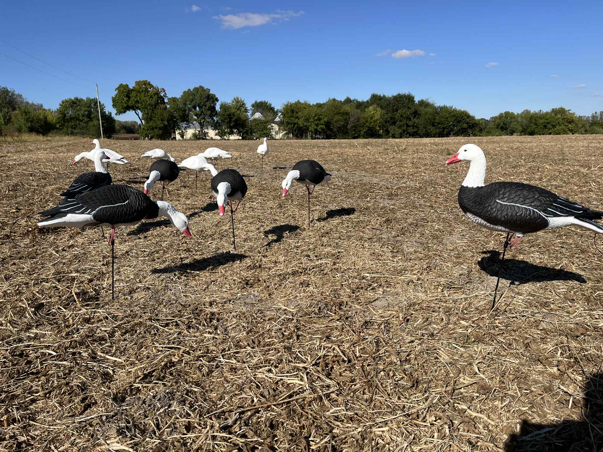 Full Body Blue Goose Decoys "EVA Plastic" (flexible body) - "Per Dozen"