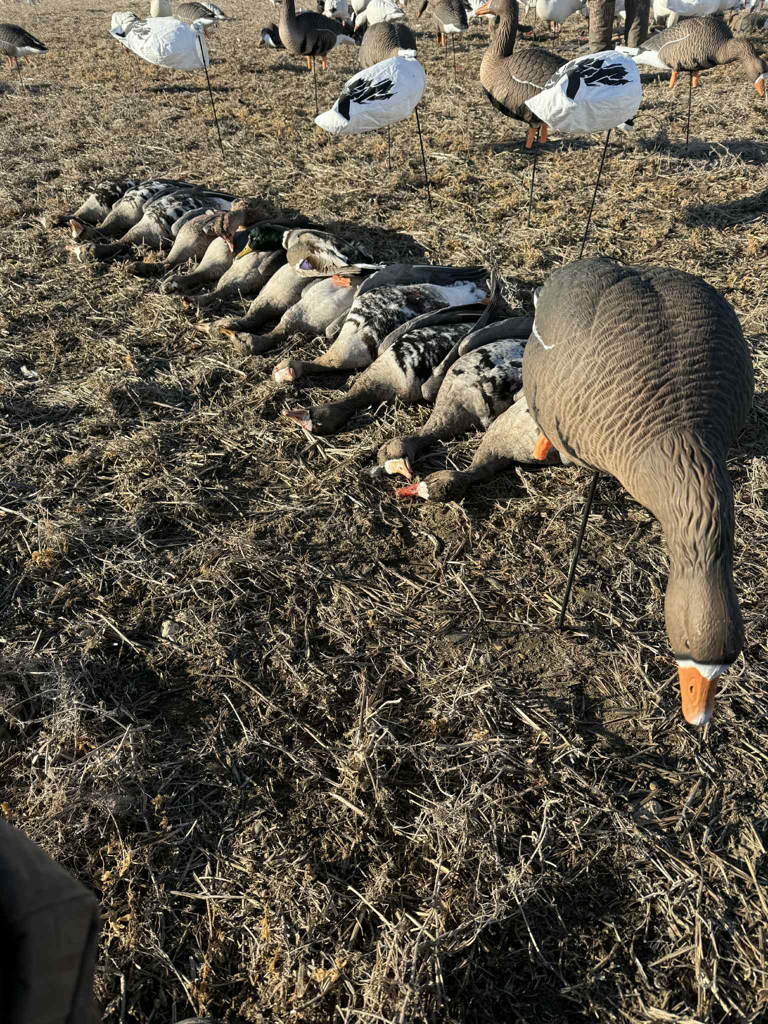 Full Body Specklebelly Goose Decoys "PE Plastic" (hard body) “Per 6-Pack"