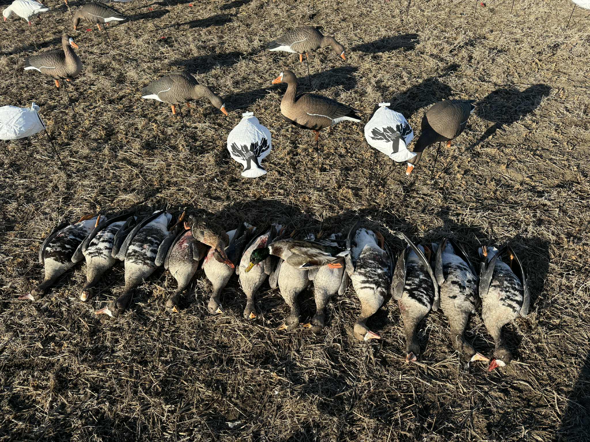 Full Body Specklebelly Goose Decoys "PE Plastic" (hard body) with 14” Square Bases - "Per 6-Pack"