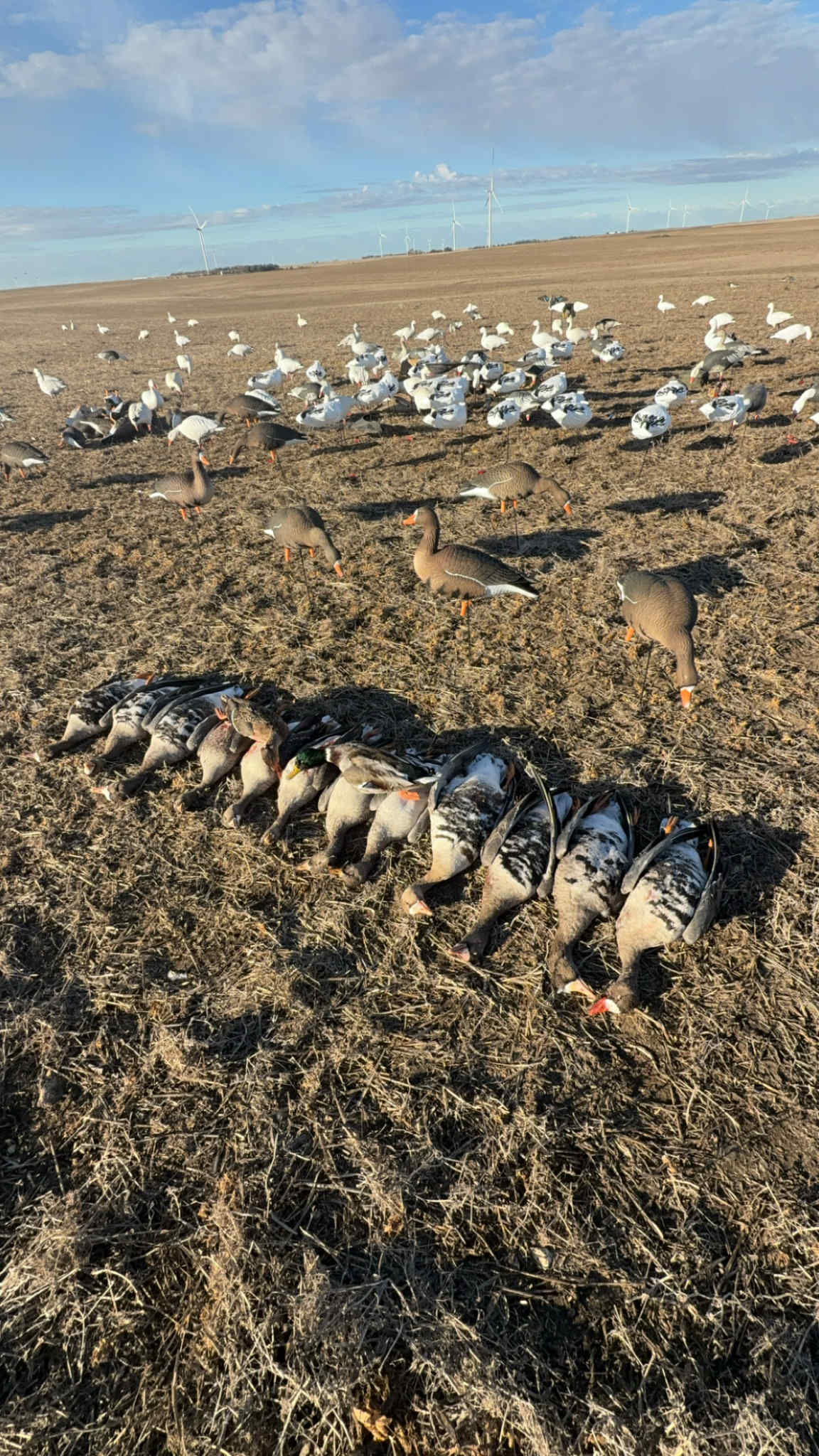 Full Body Specklebelly Goose Decoys "PE Plastic" (hard body) “Per 6-Pack"