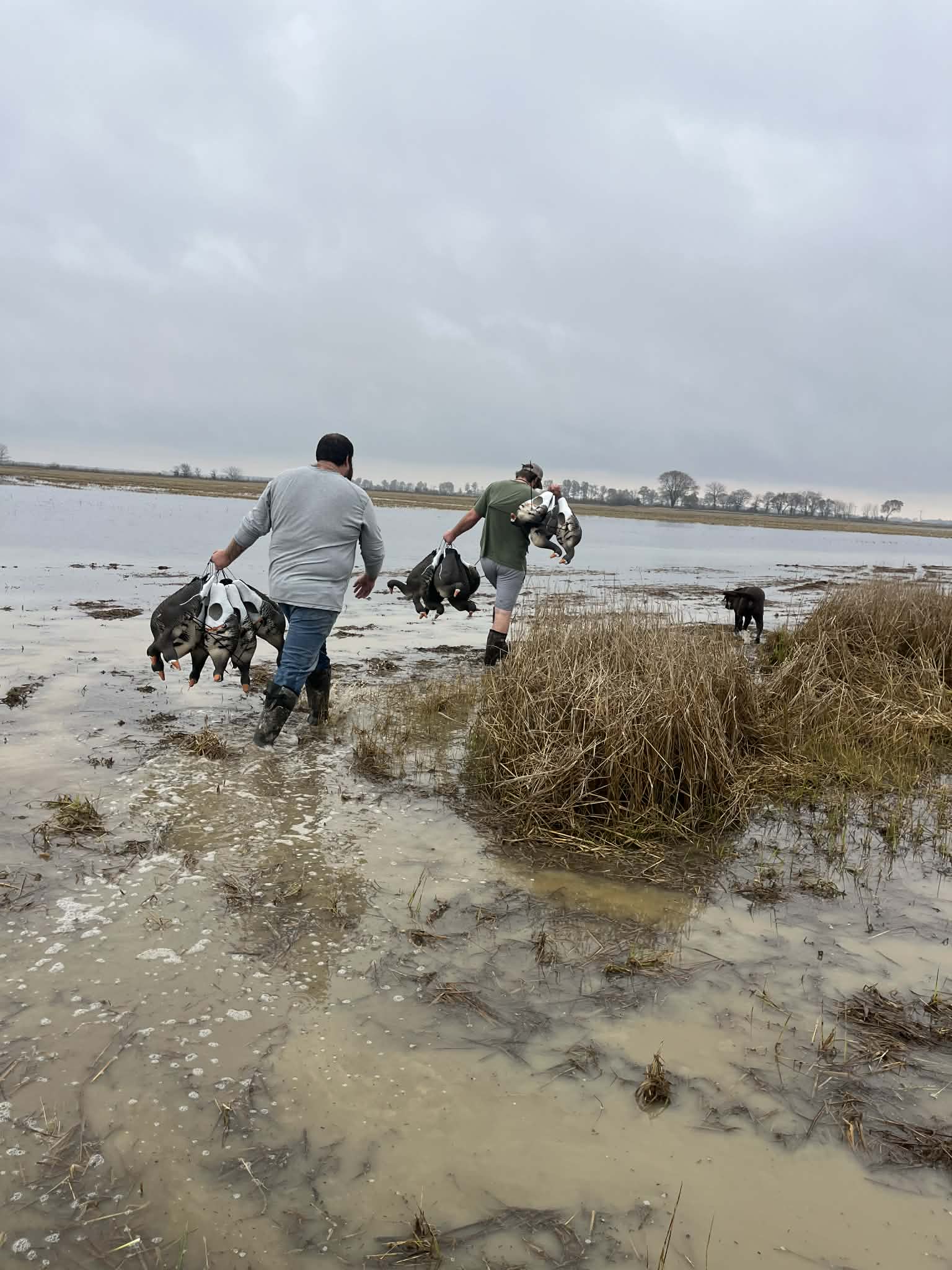 Full Body Specklebelly Goose Decoys "EVA Plastic" (flexible body) - "Per Dozen"