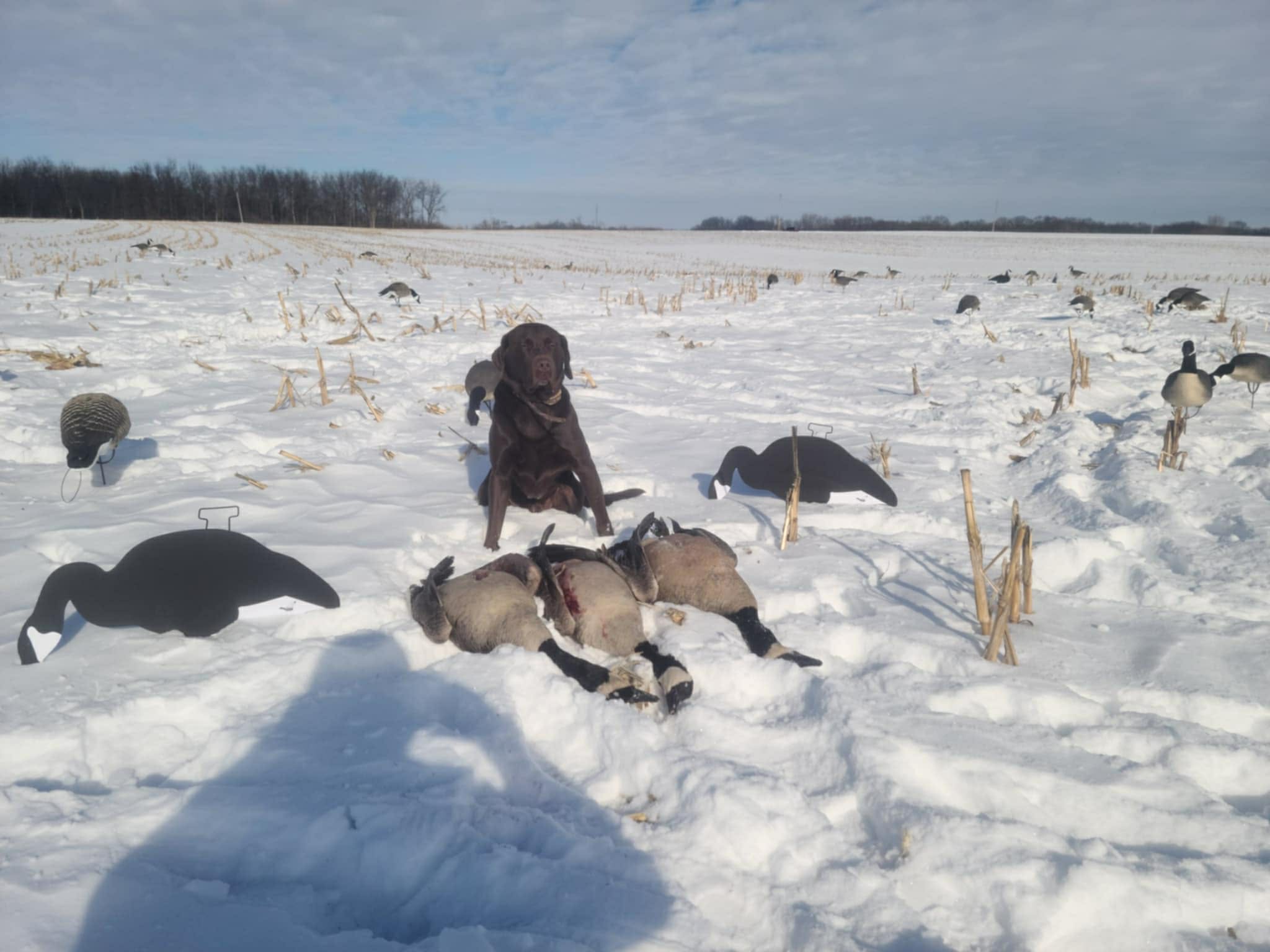 Black & White Canada Goose Silhouette Decoys