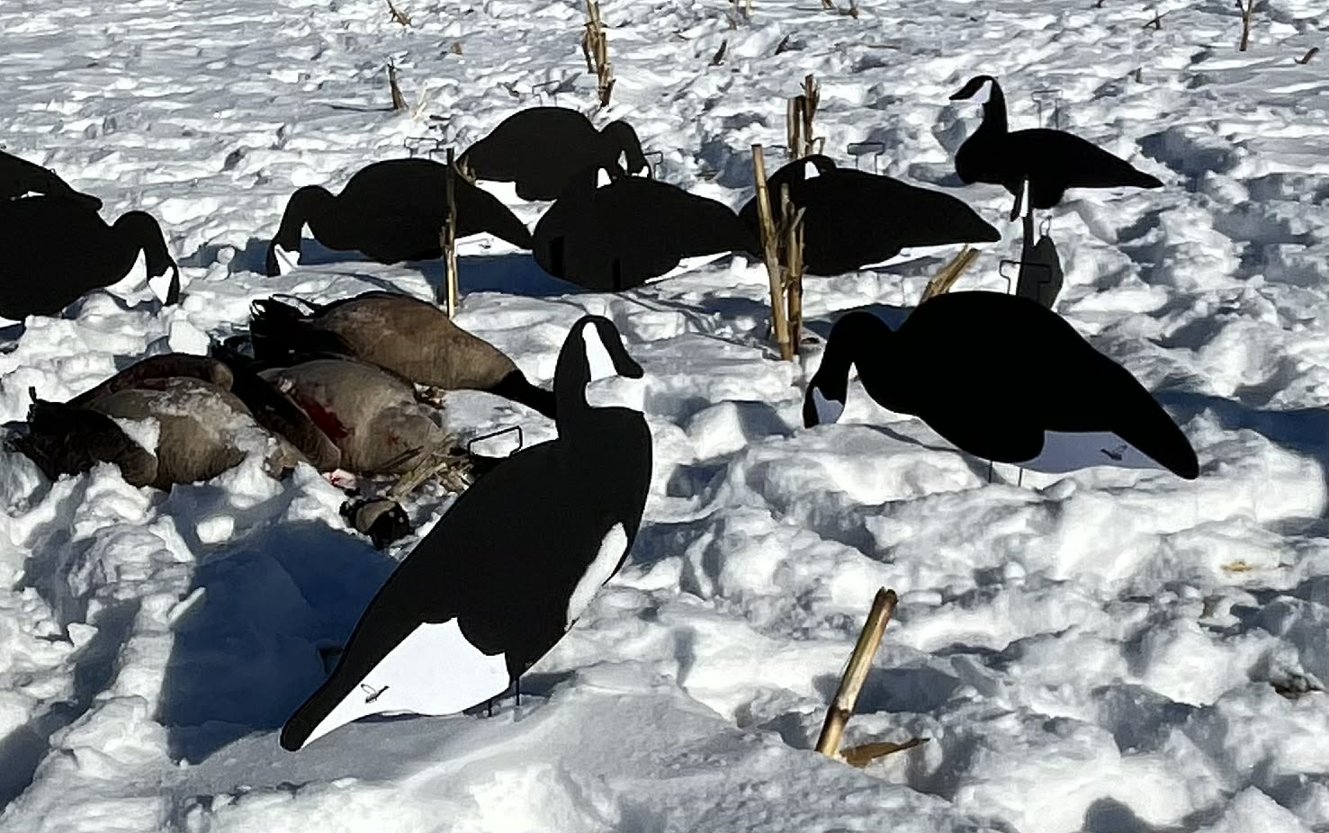 Black & White Canada Goose Silhouette Decoys
