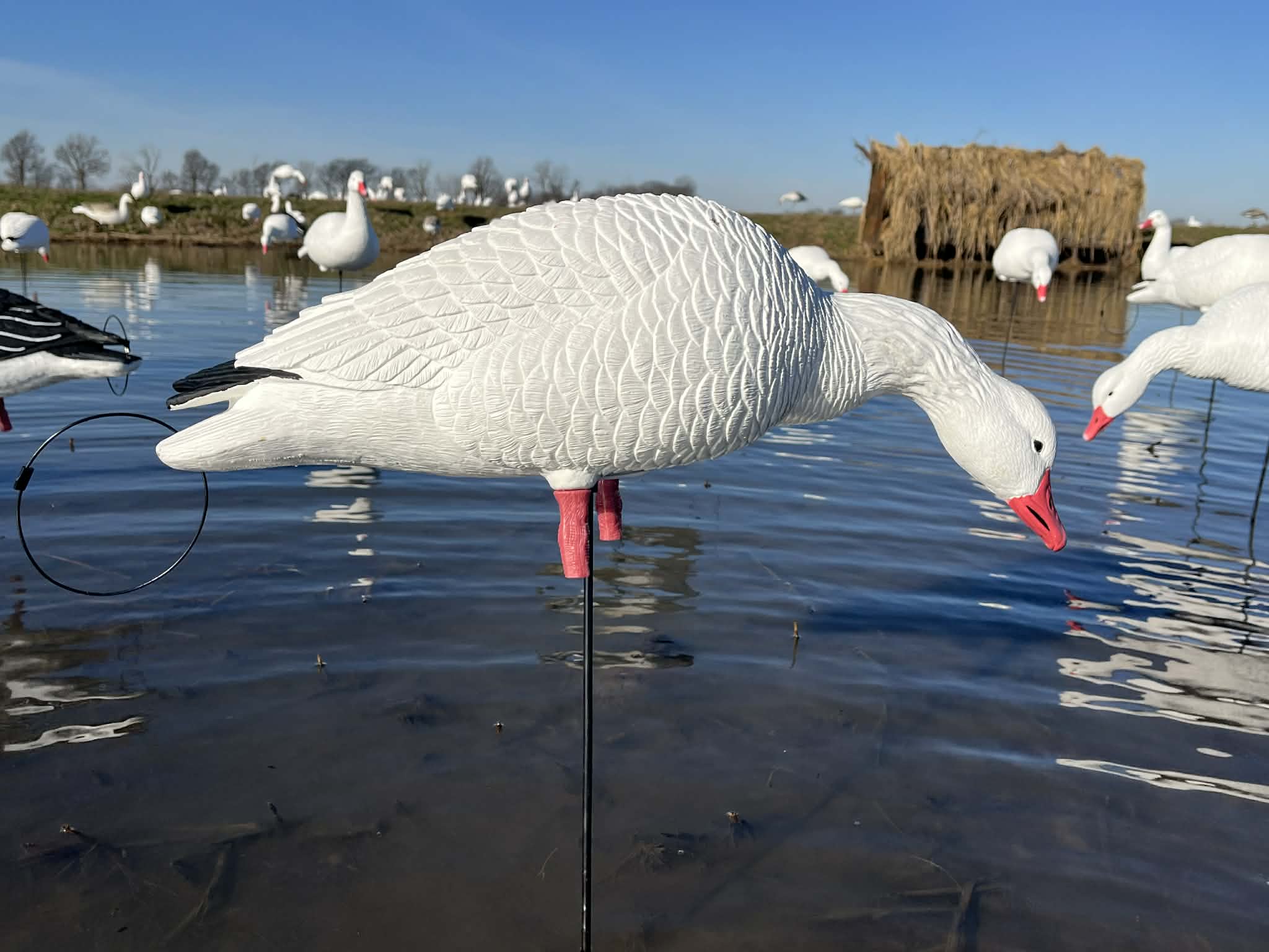 Full Body Snow Goose Decoys "PE Plastic" (hard body) - “Per 6-Pack”